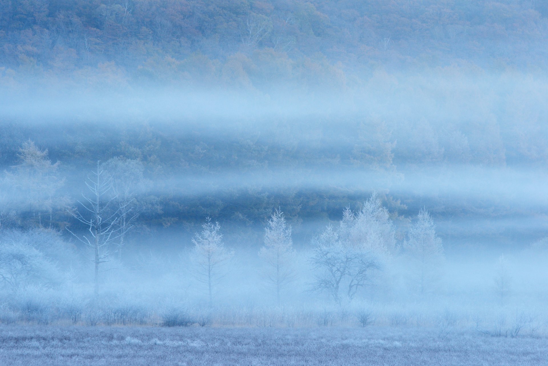 lope tree haze fog the field