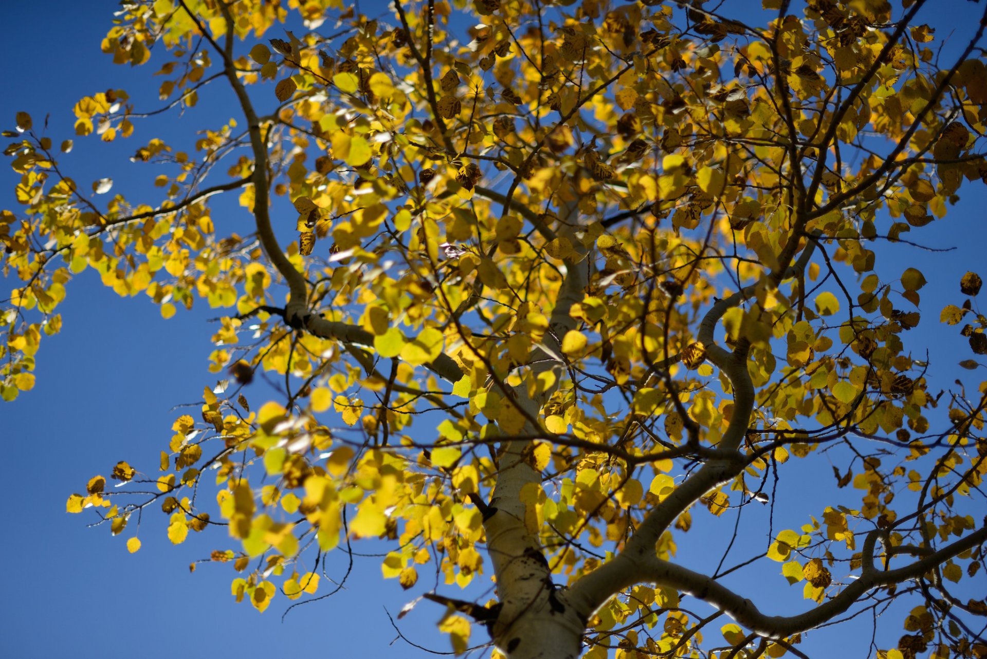 árbol álamo temblón hojas cielo otoño