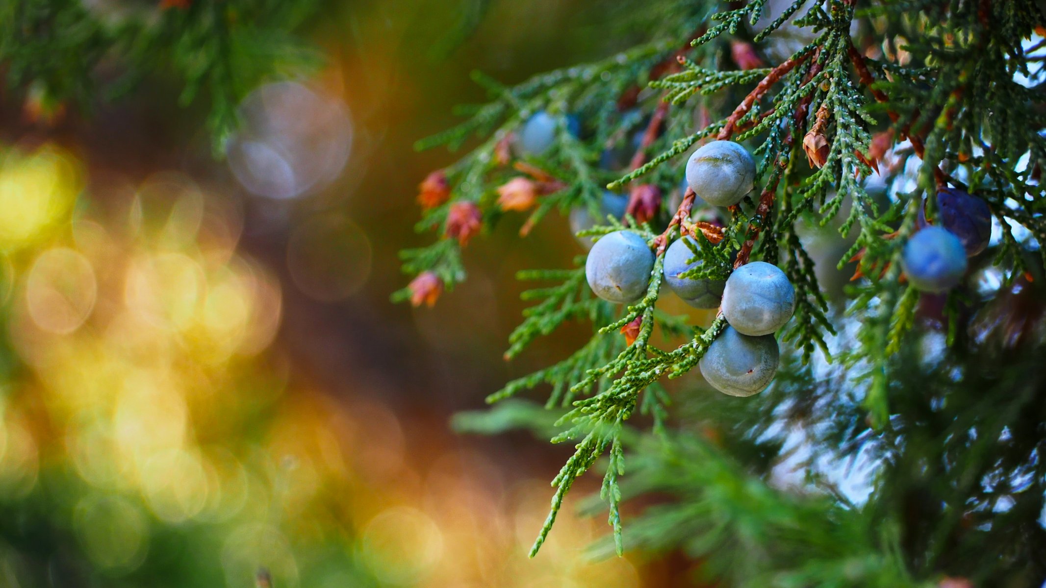 juniper berries branches close up