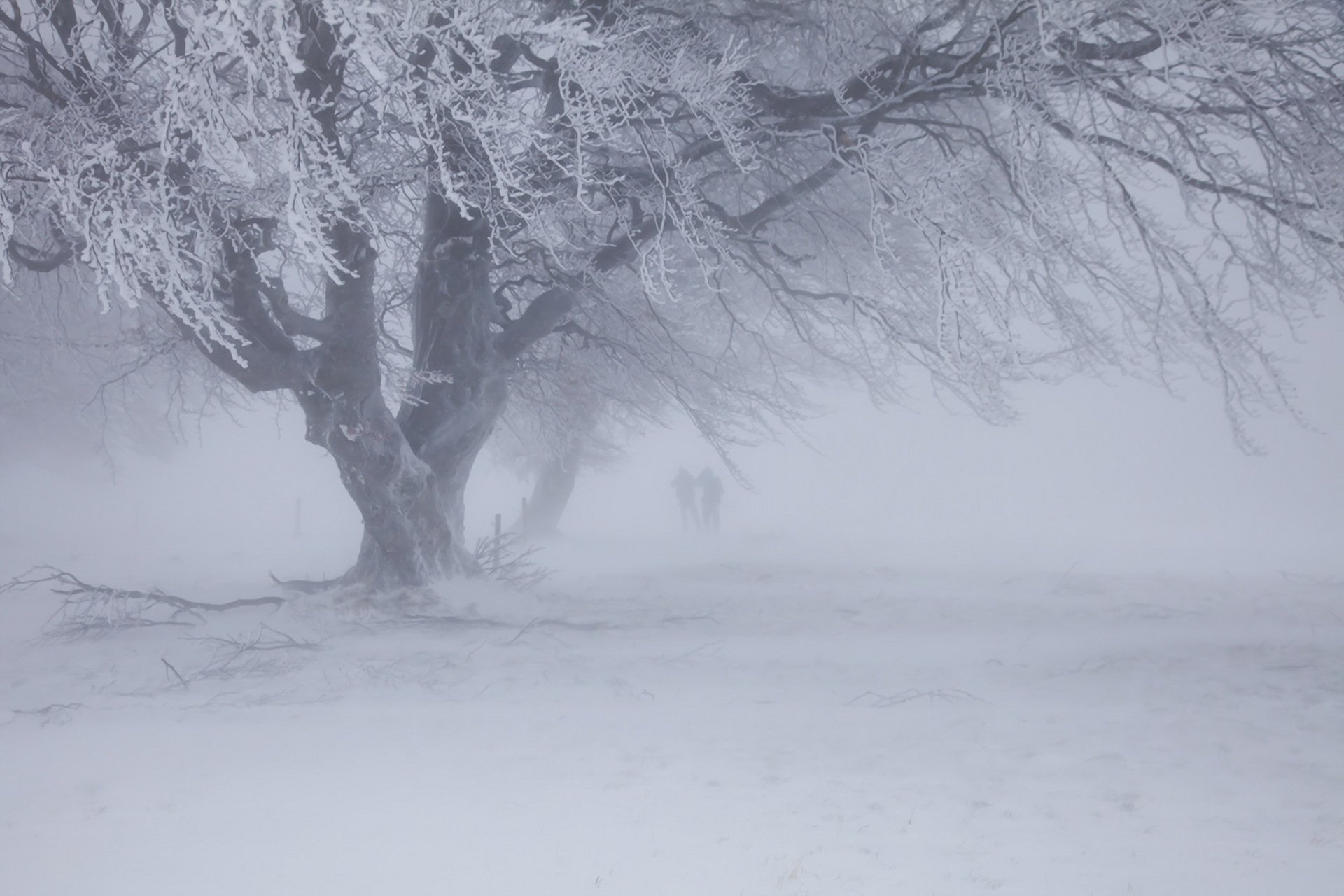 inverno neve bufera di neve