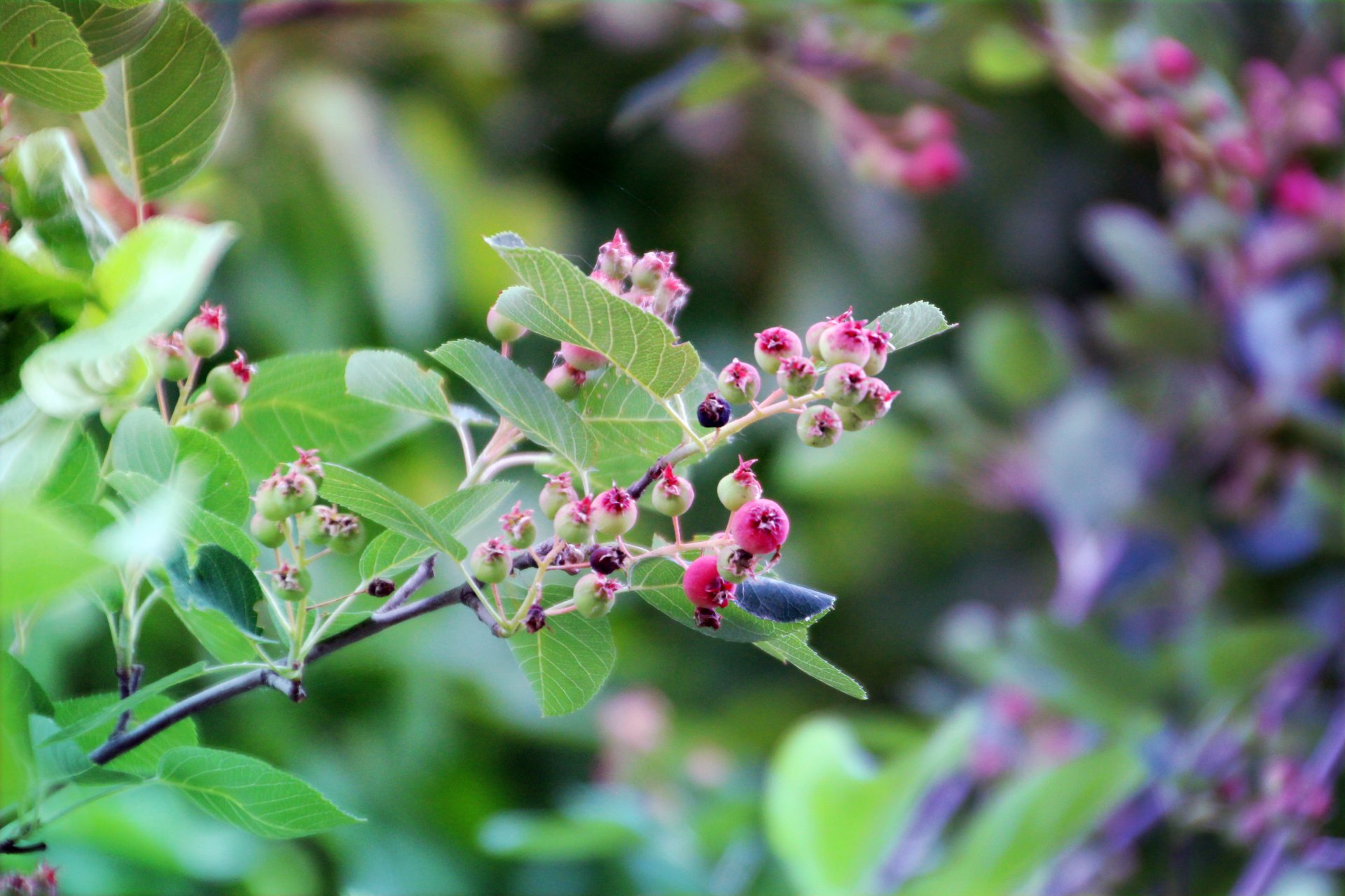 beeren blätter pflanze grüns busch irga karinka