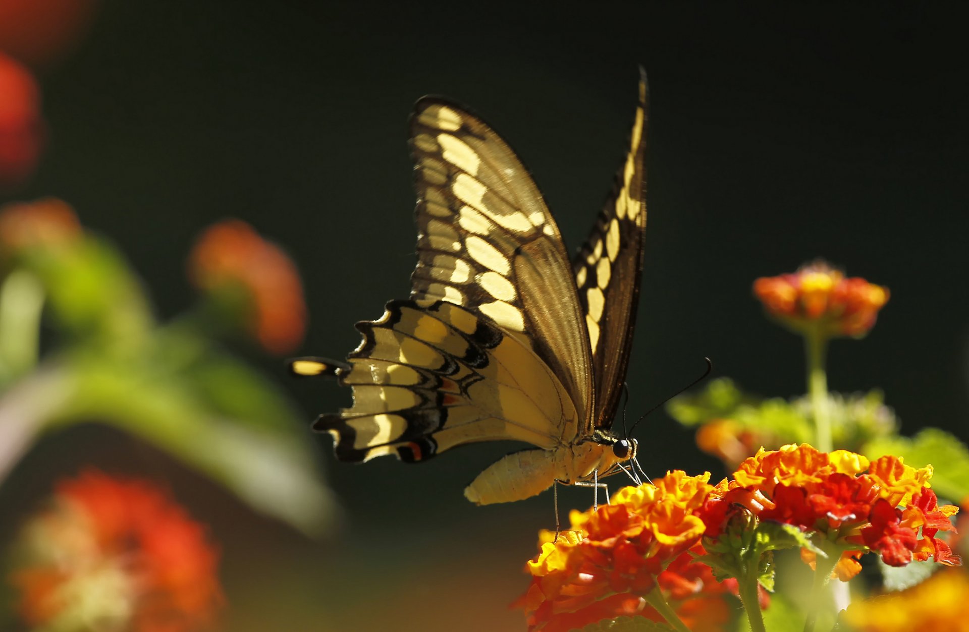 fleur plante papillon insecte papillon de nuit gros plan