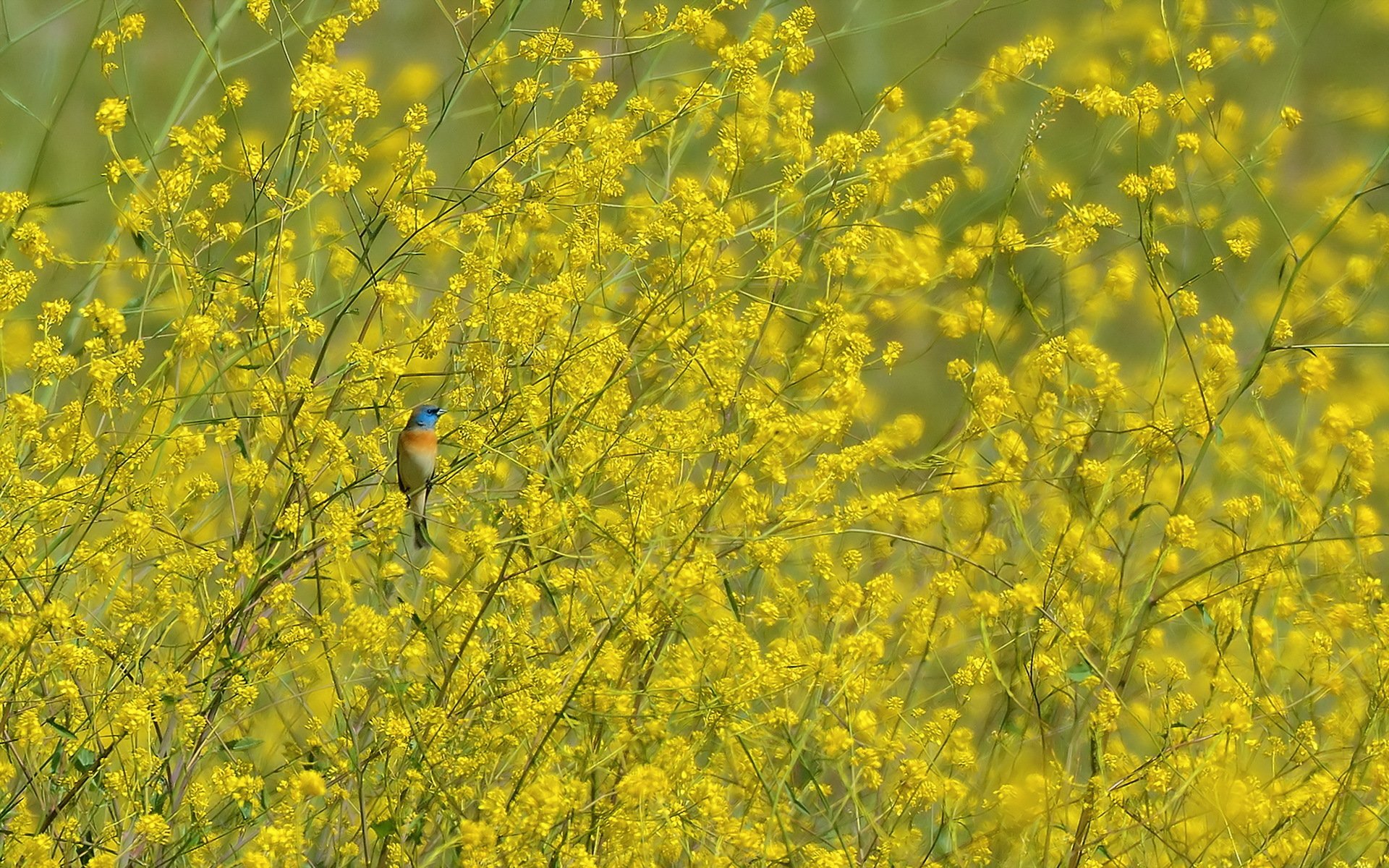 oiseau nature printemps