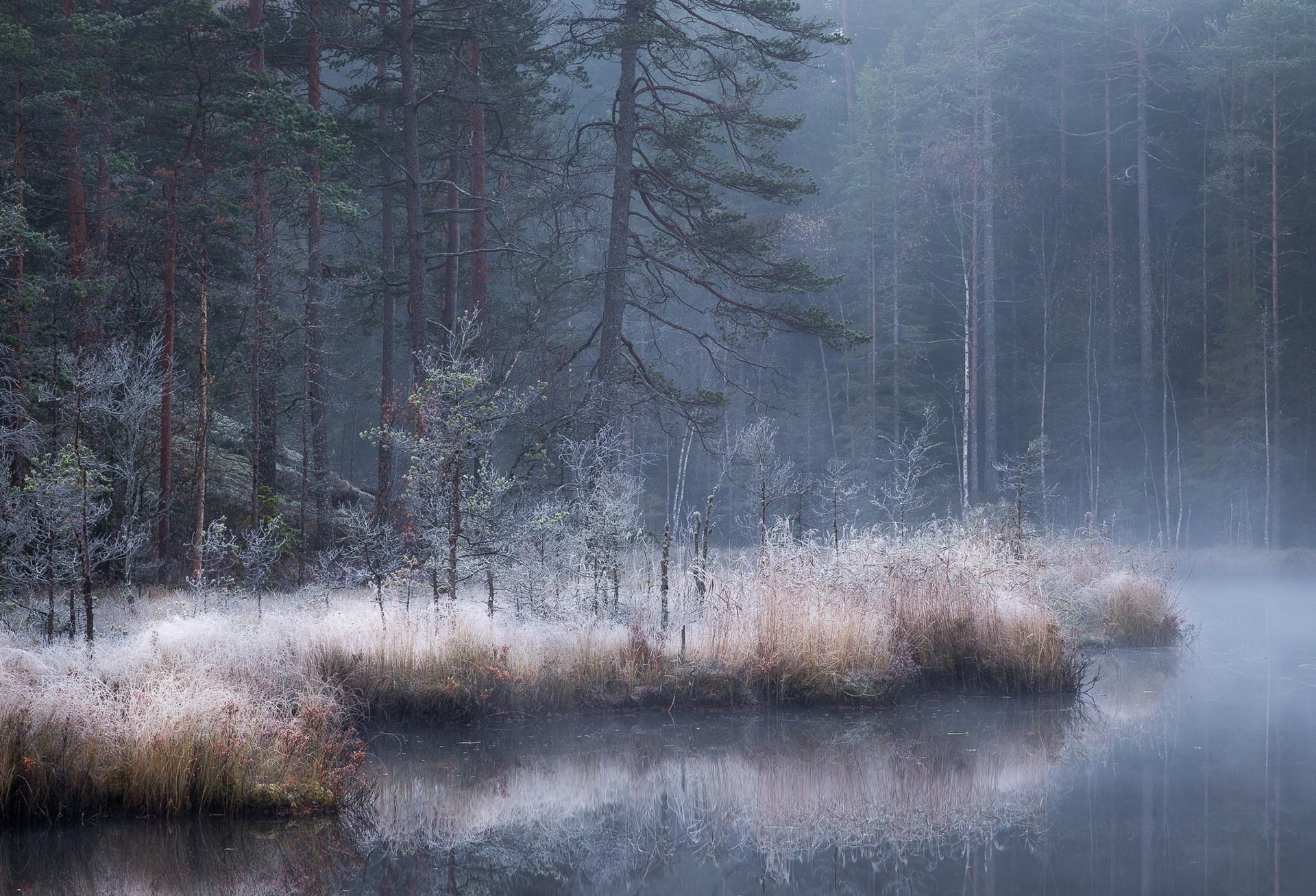 forest river fog autumn