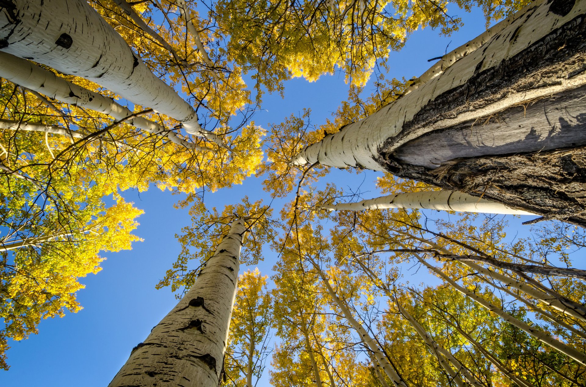 cielo alberi tronco rami foglie autunno pioppo tremulo