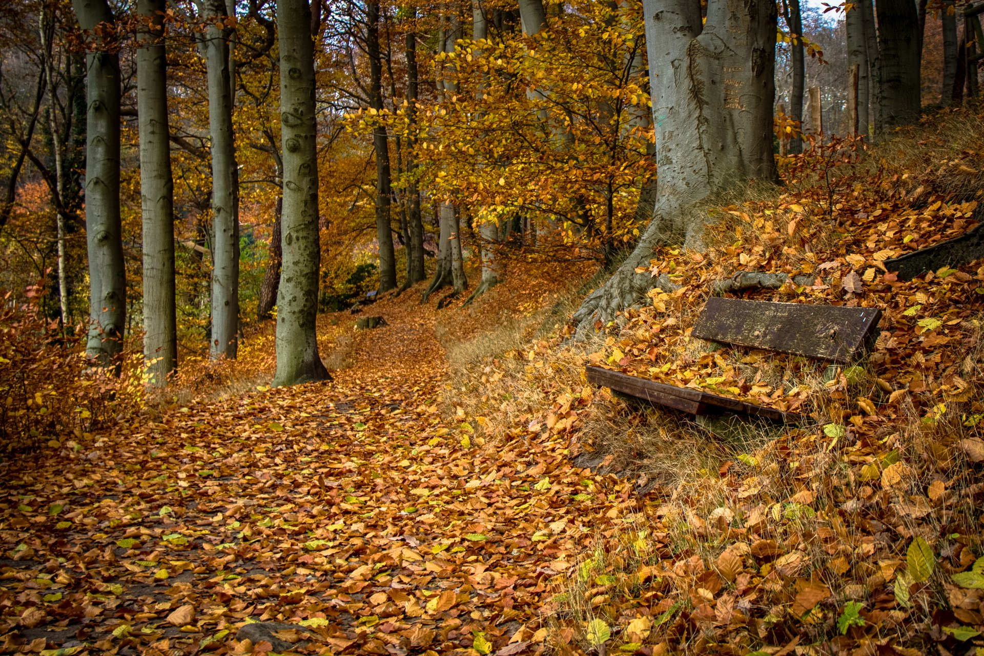 banc nature automne