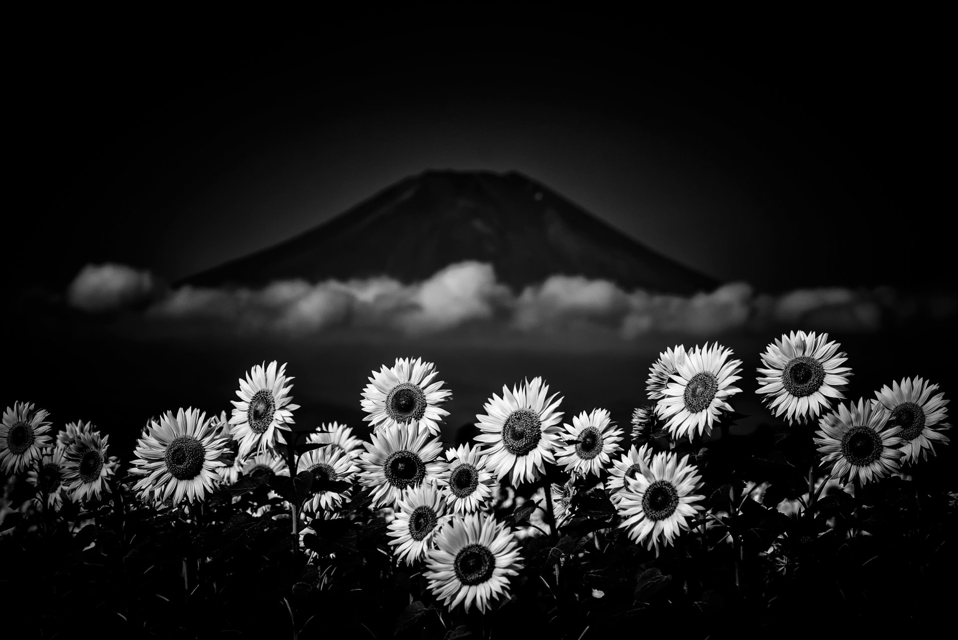 chb fleurs montagne