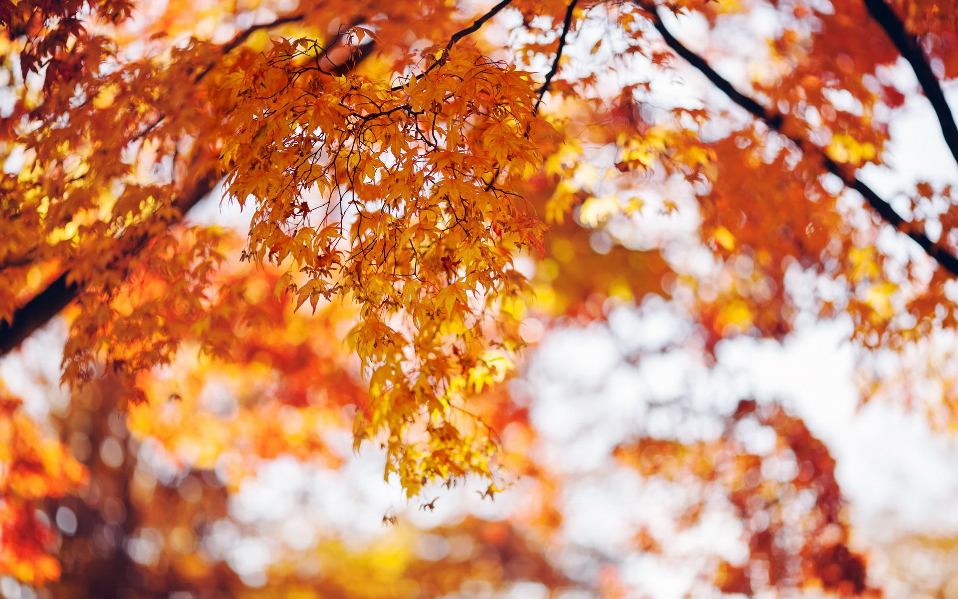 autumn tree leaves nature