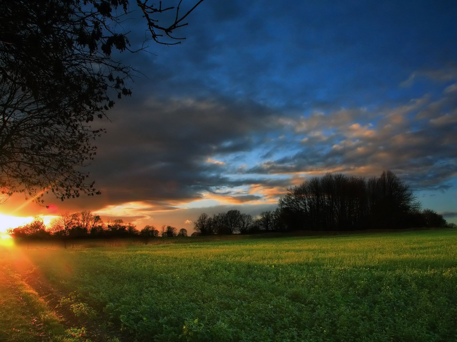 nacht wald feld sonnenaufgang