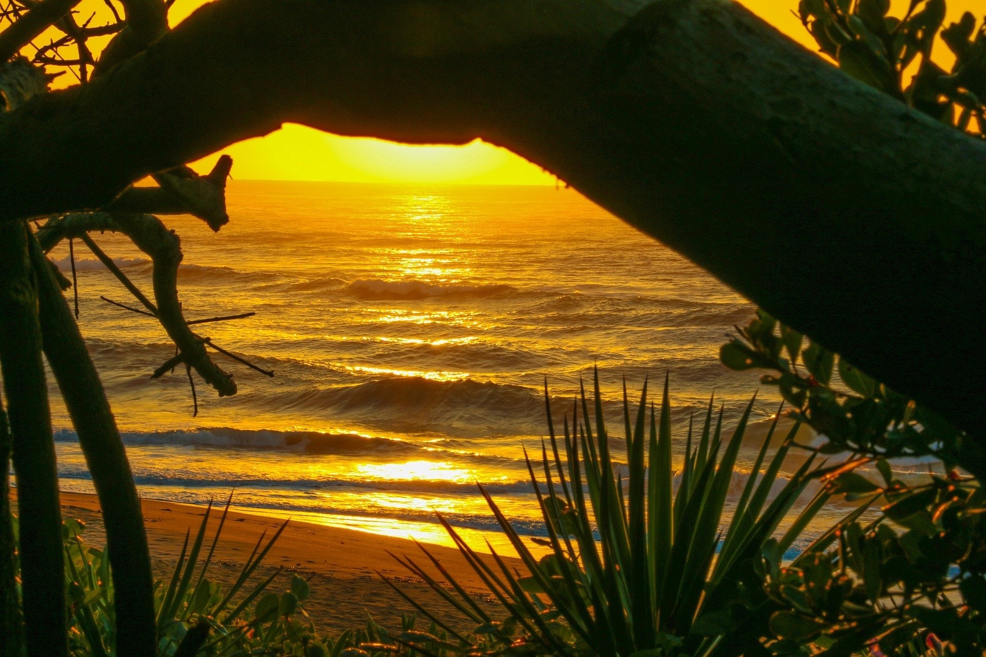 playa olas árbol plantas luz