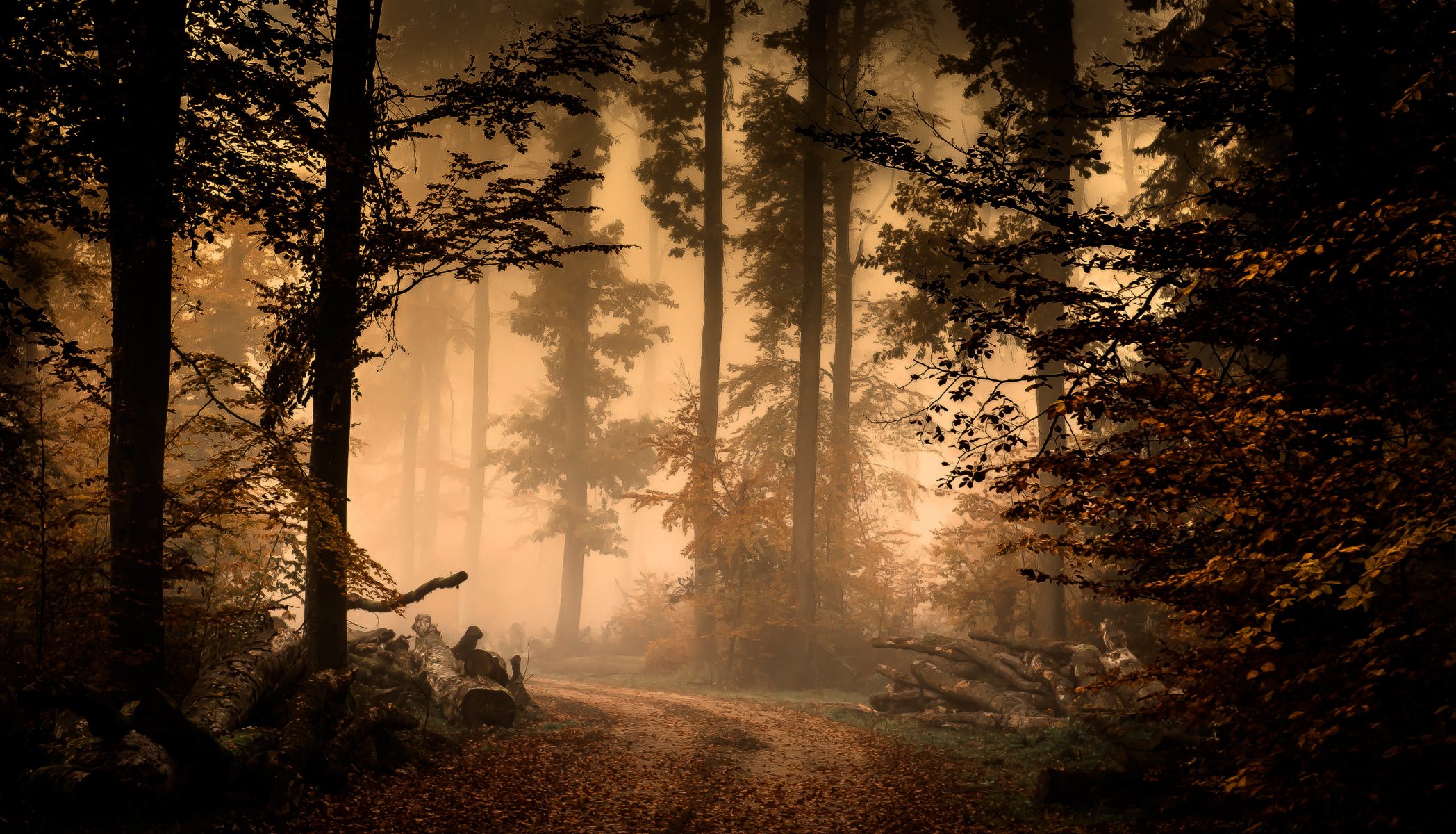 forêt brouillard automne