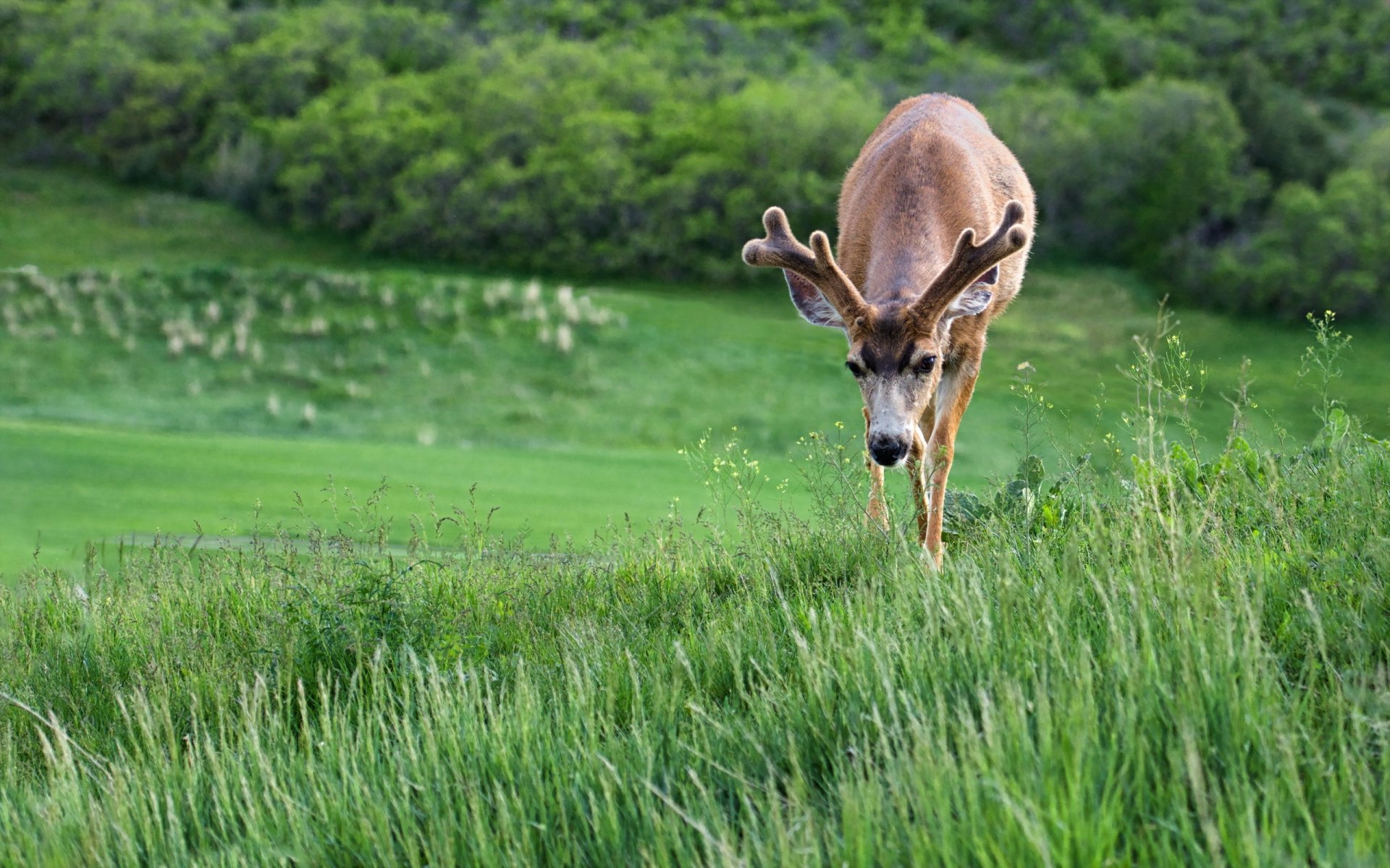 reindeer nature summer