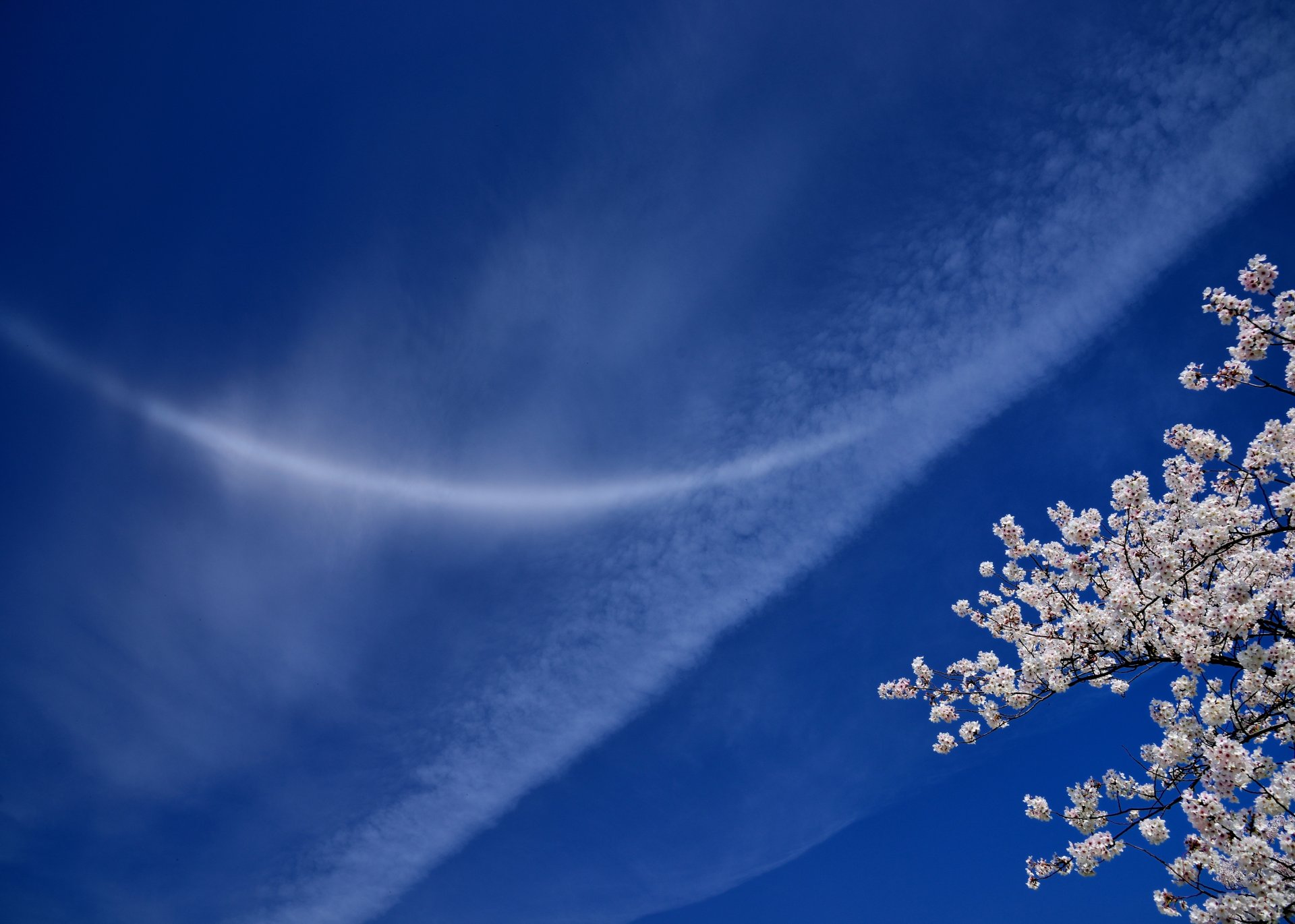 cielo nubes sakura cereza ramas