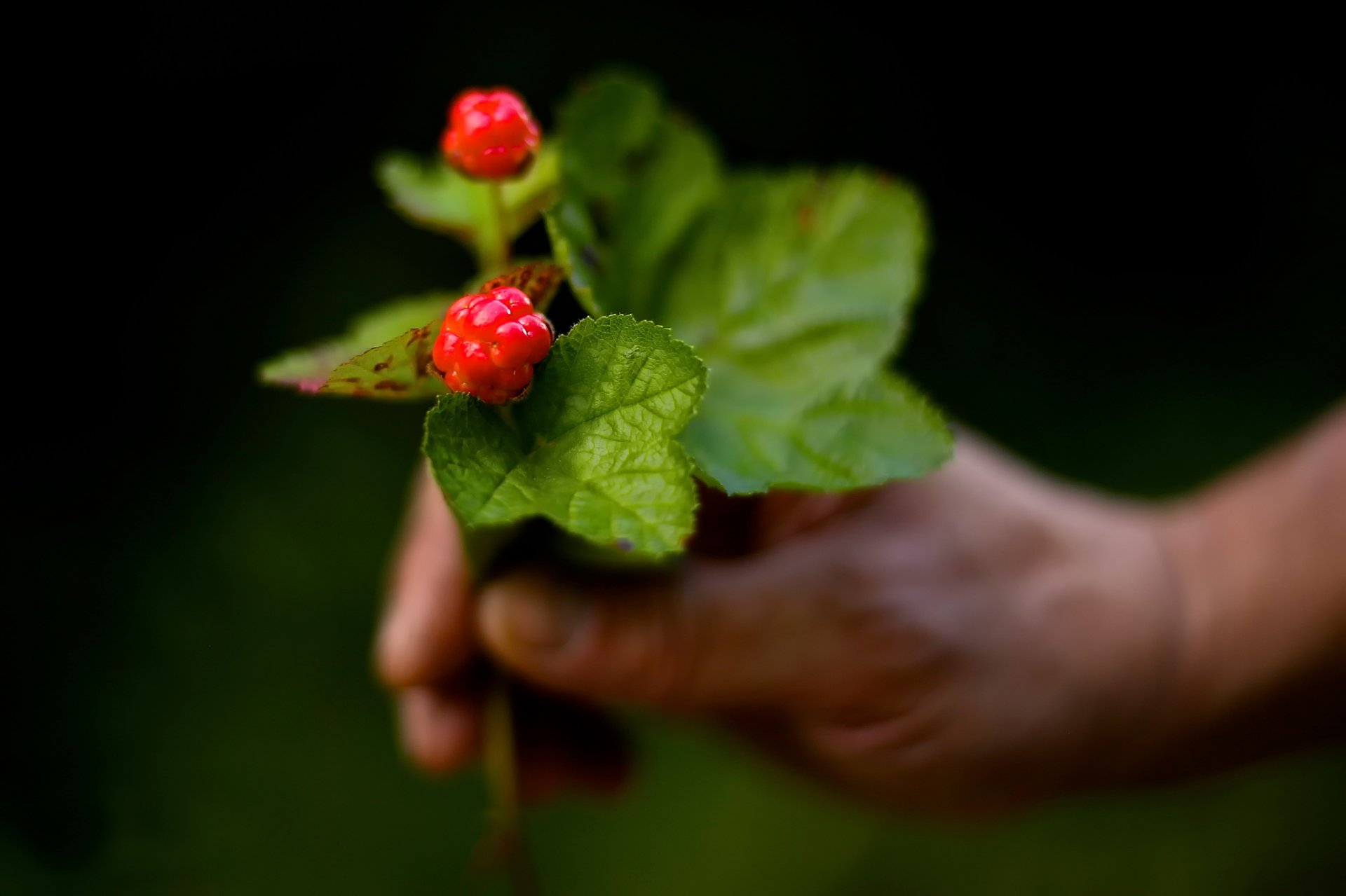 cloudberries berry close up bokeh