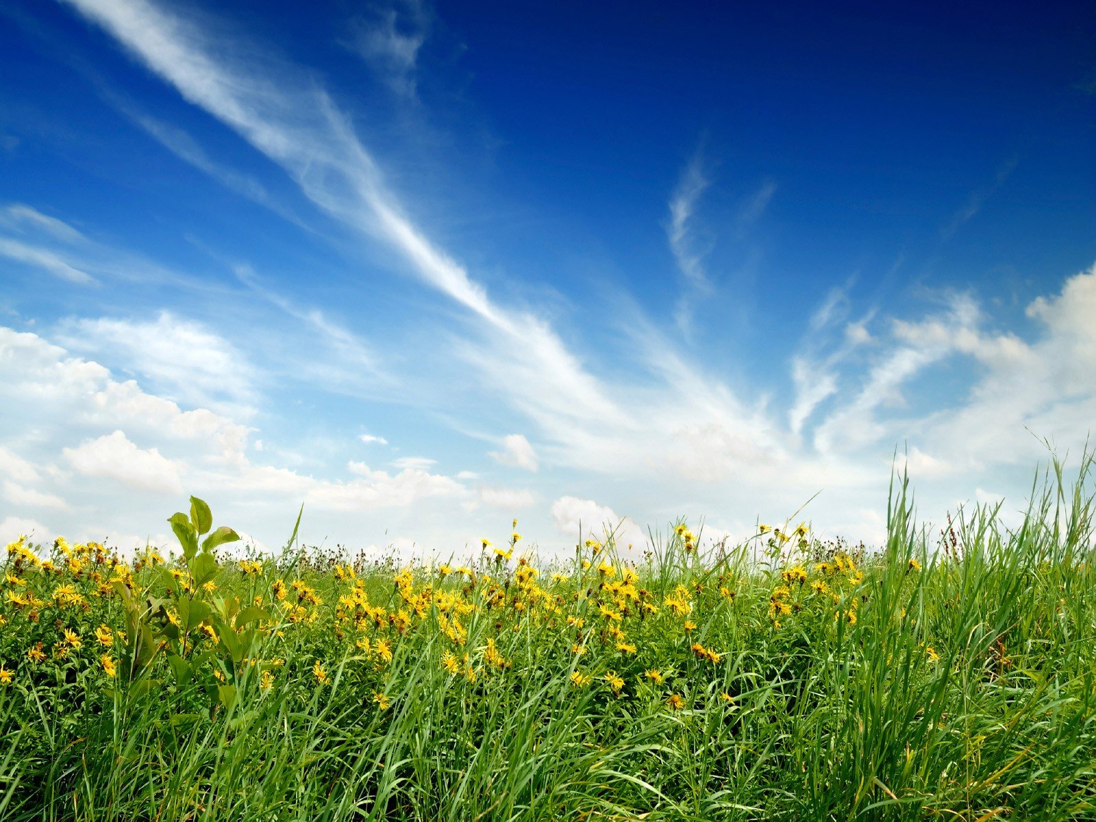 nature champ fleurs ciel