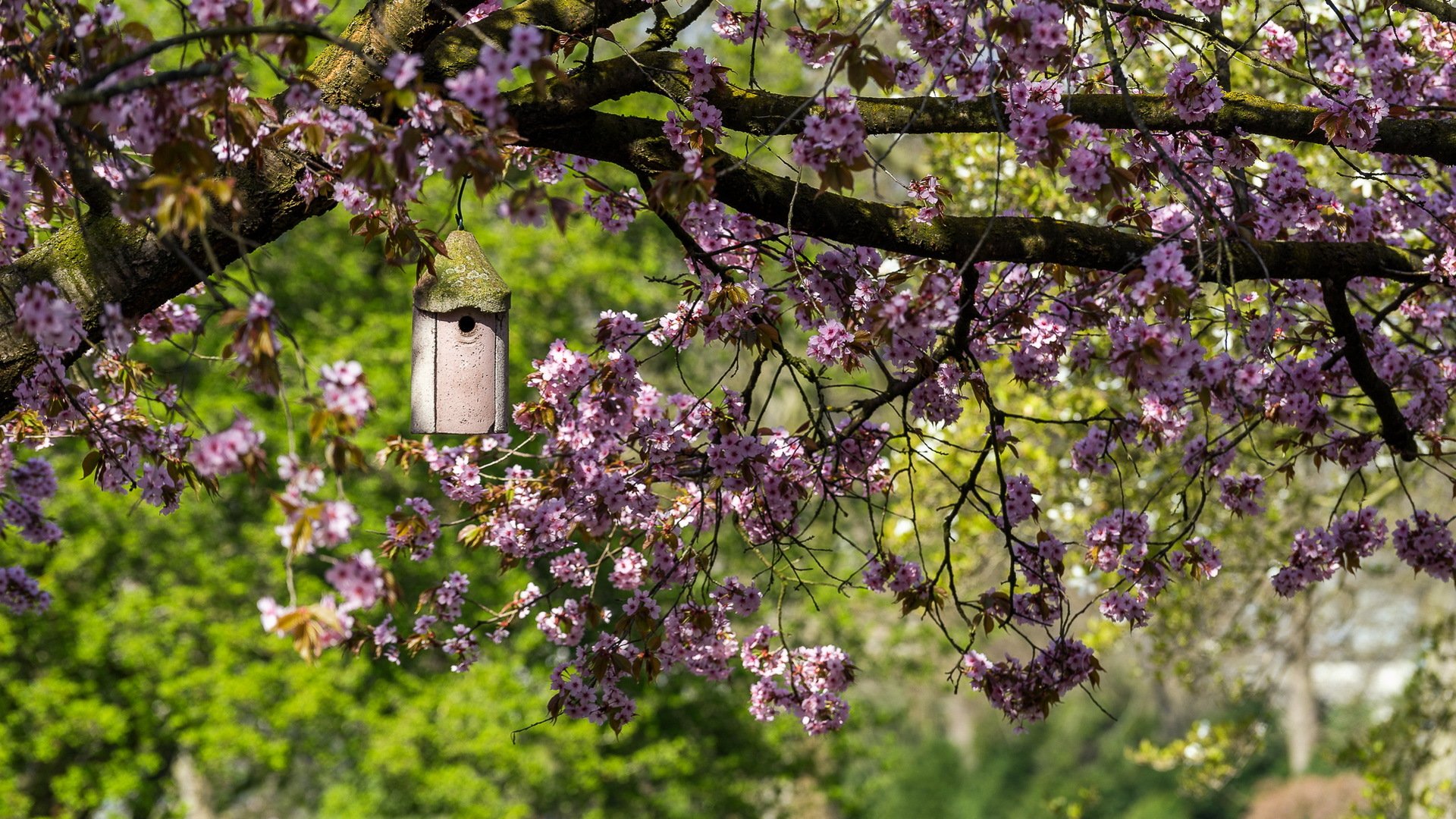 jardín primavera casa