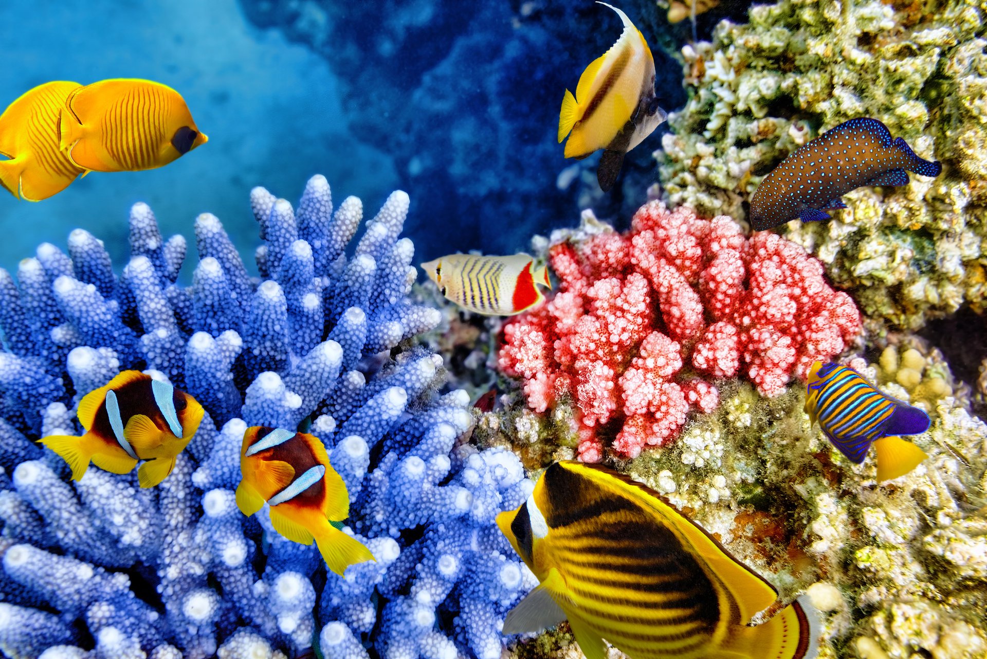 water world coral reef tropical ocean underwater world fish coral reef