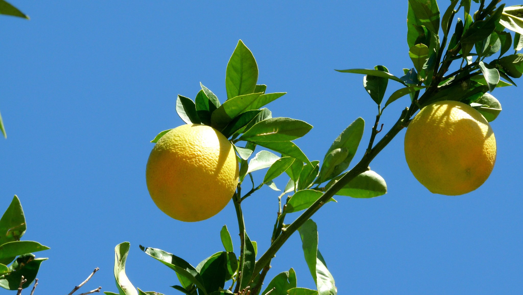 cibo cielo ramo frutta grepfruit foglie macro