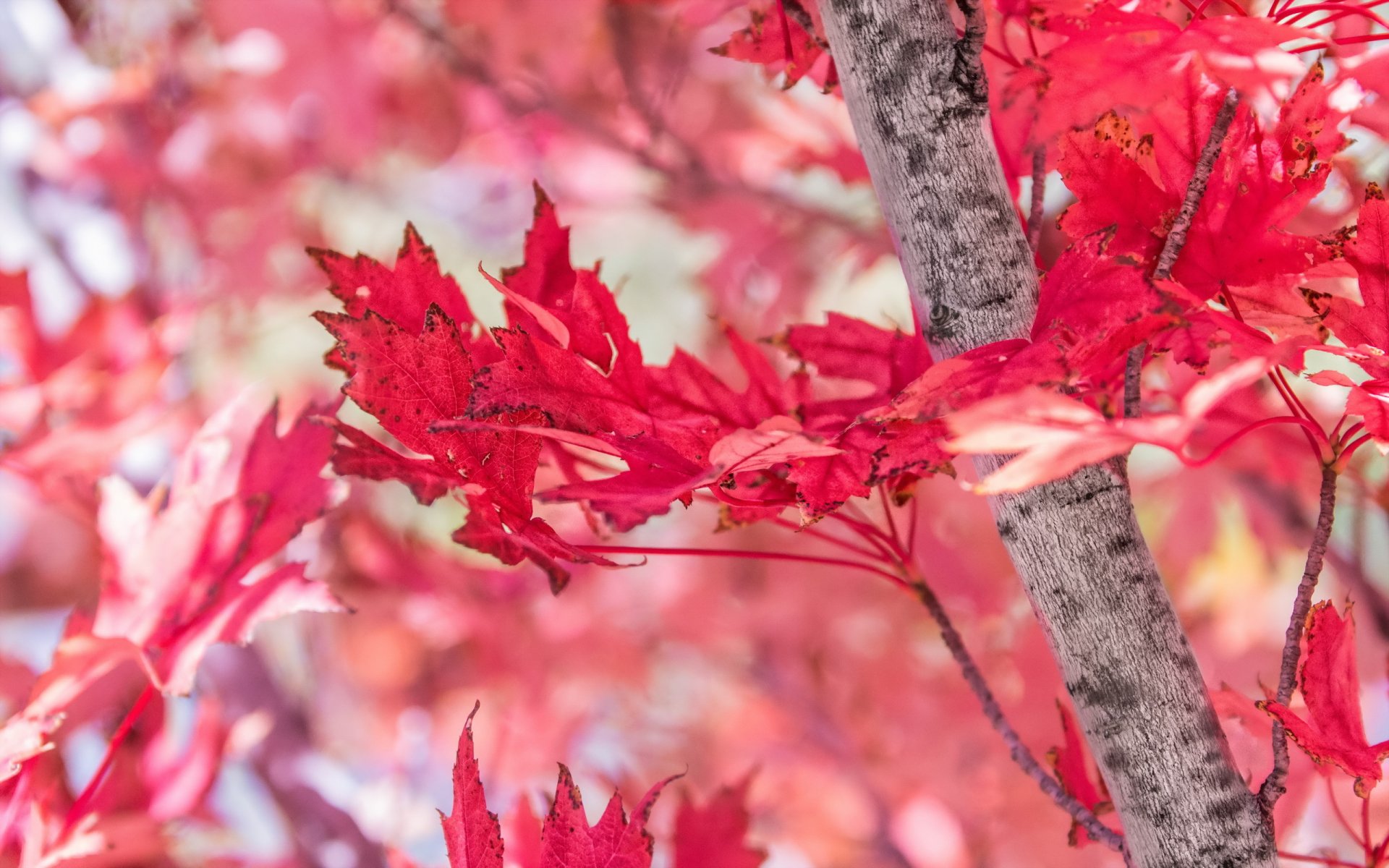 baum blätter herbst rot