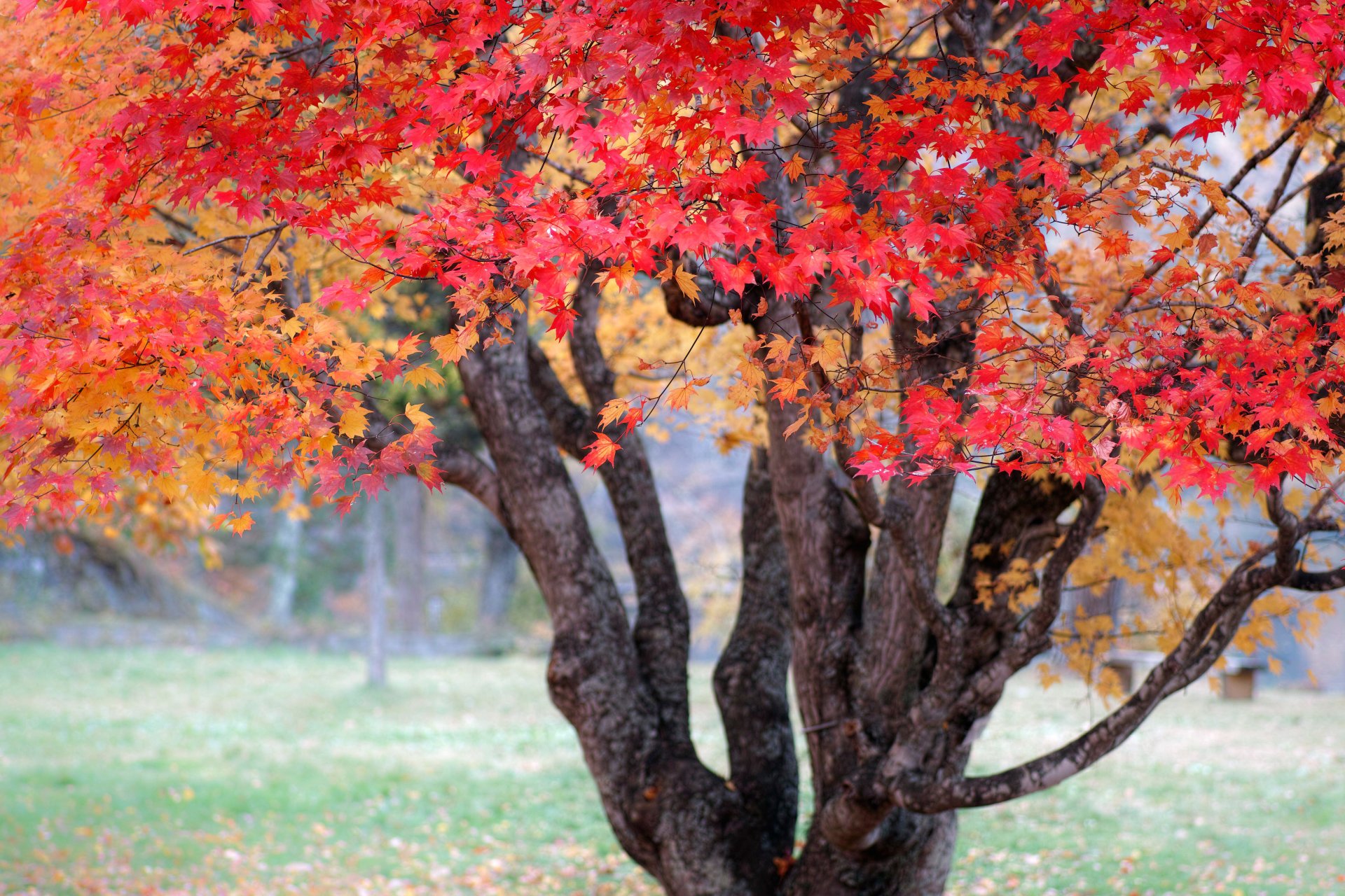 natura jesień japonia drewno farby