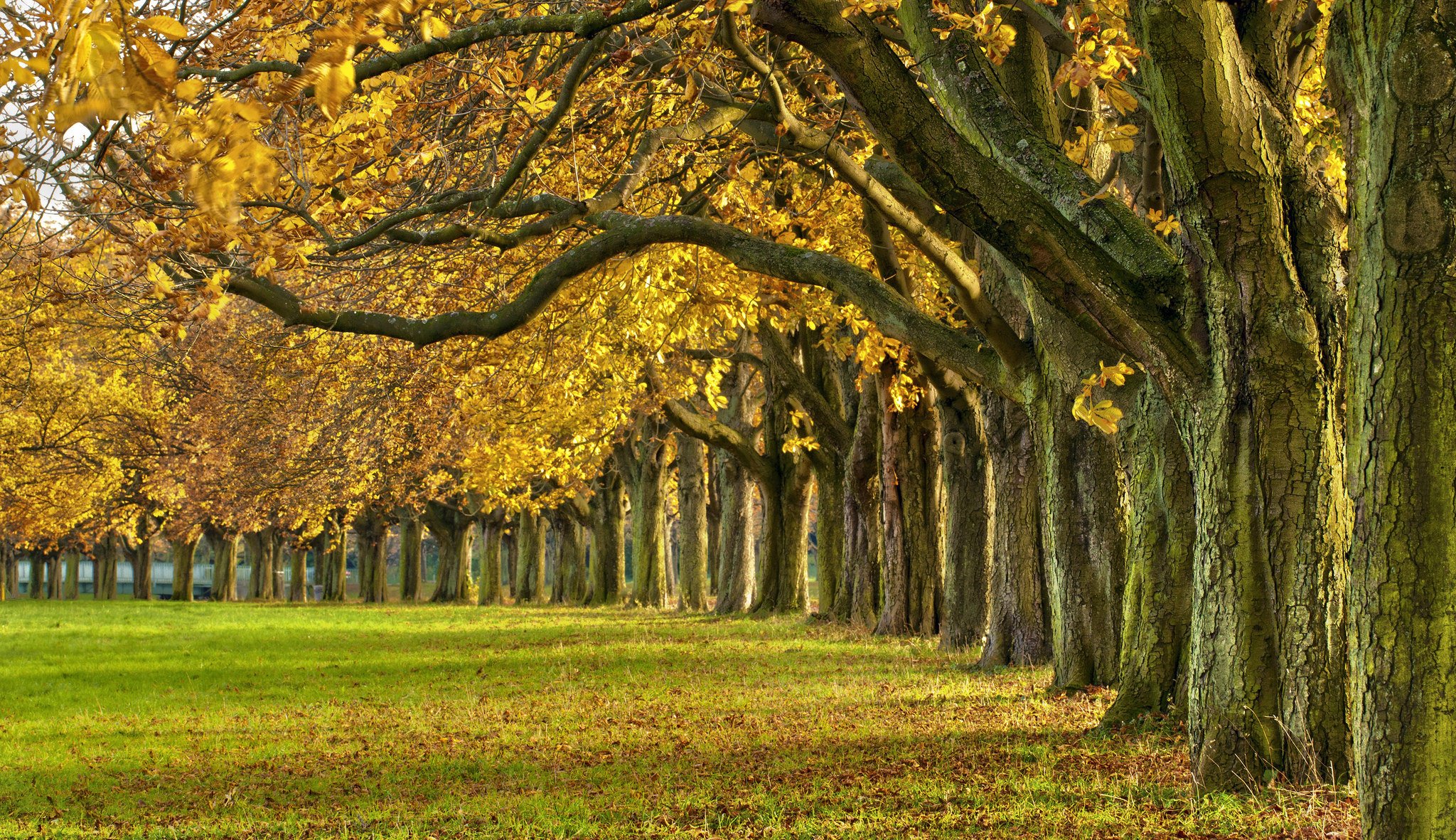 nature forest park trees leaves colorful road autumn fall colors walk