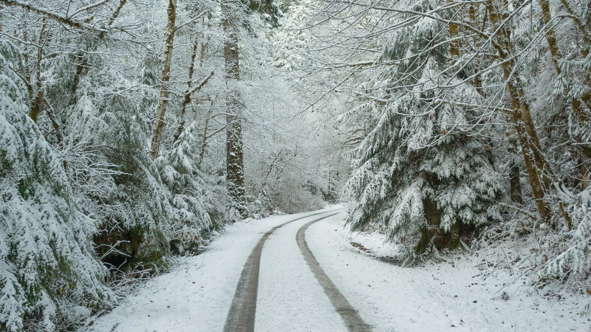 forest road snow winter