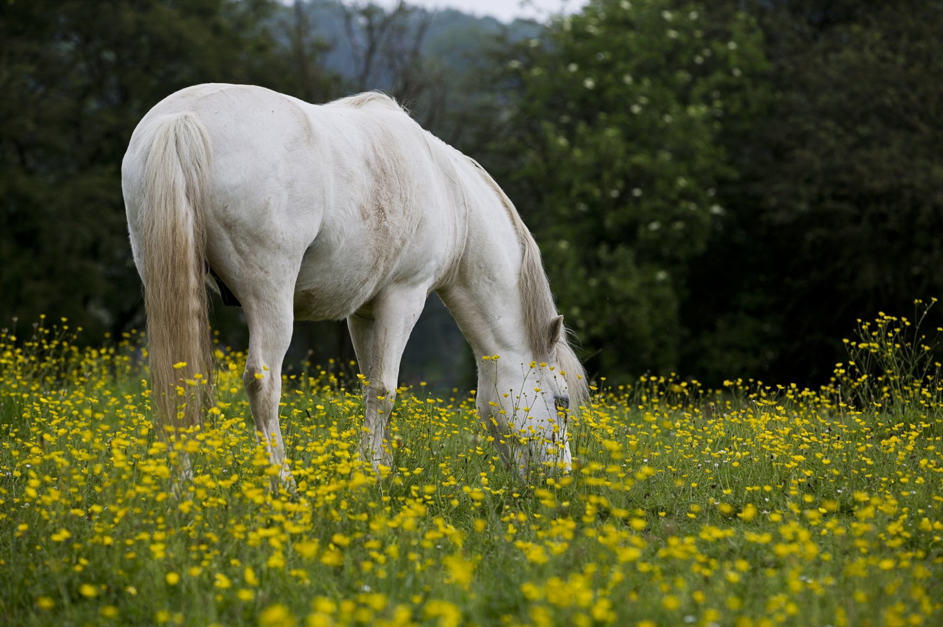 horse the field summer nature