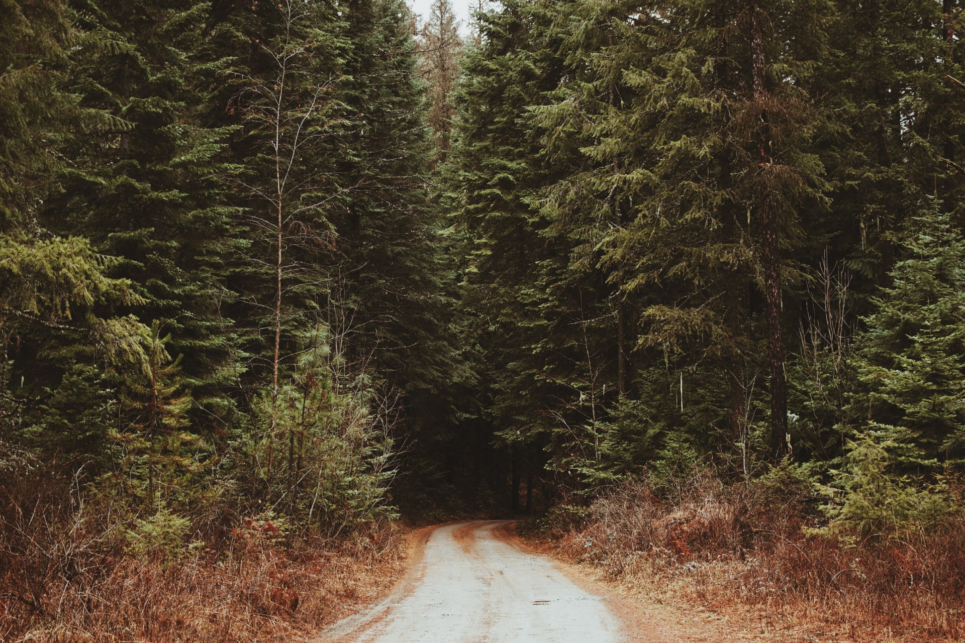 forêt route fourré