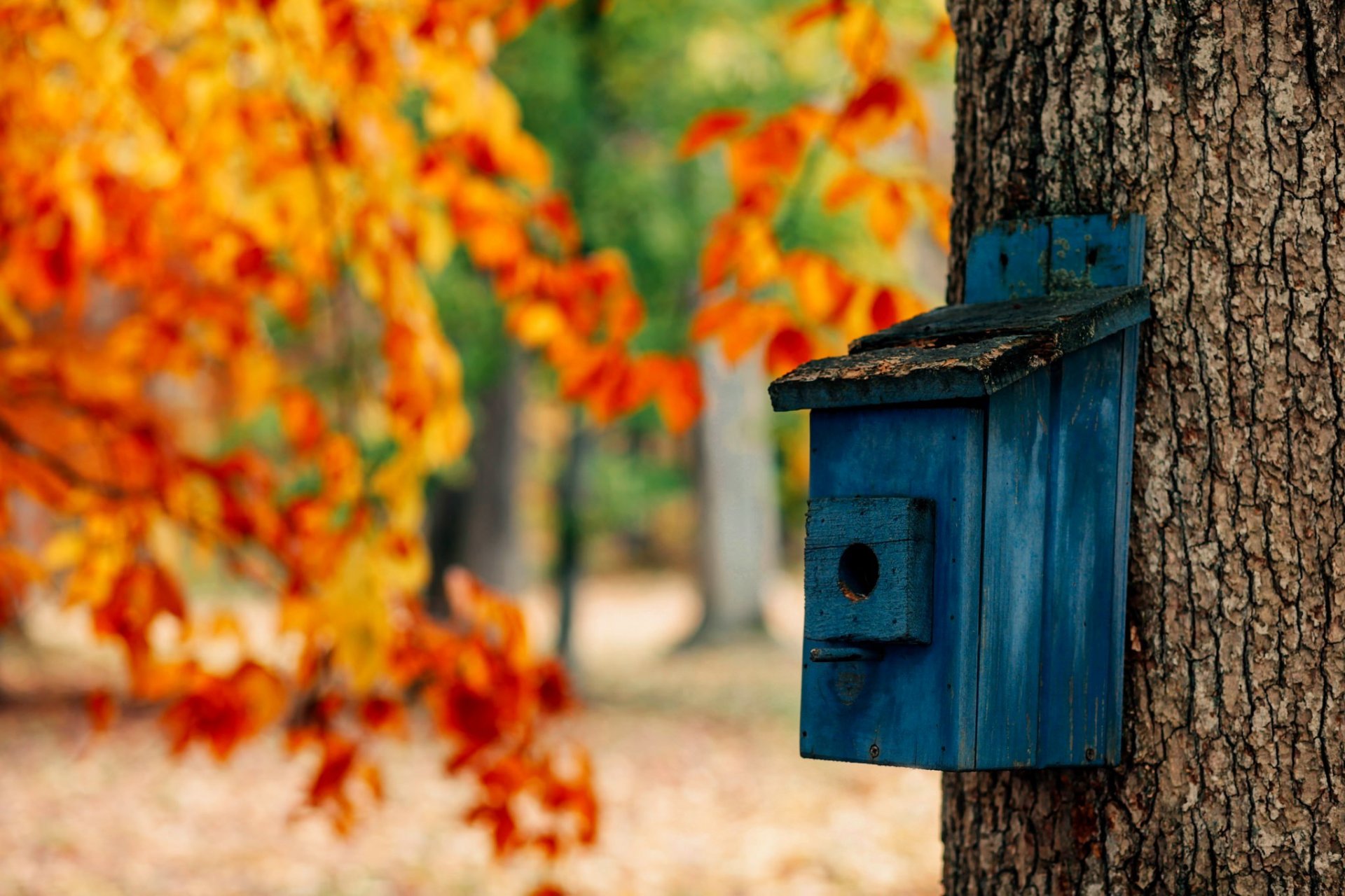 natura foresta parco alberi foglie colorato strada autunno caduta colori passeggiata