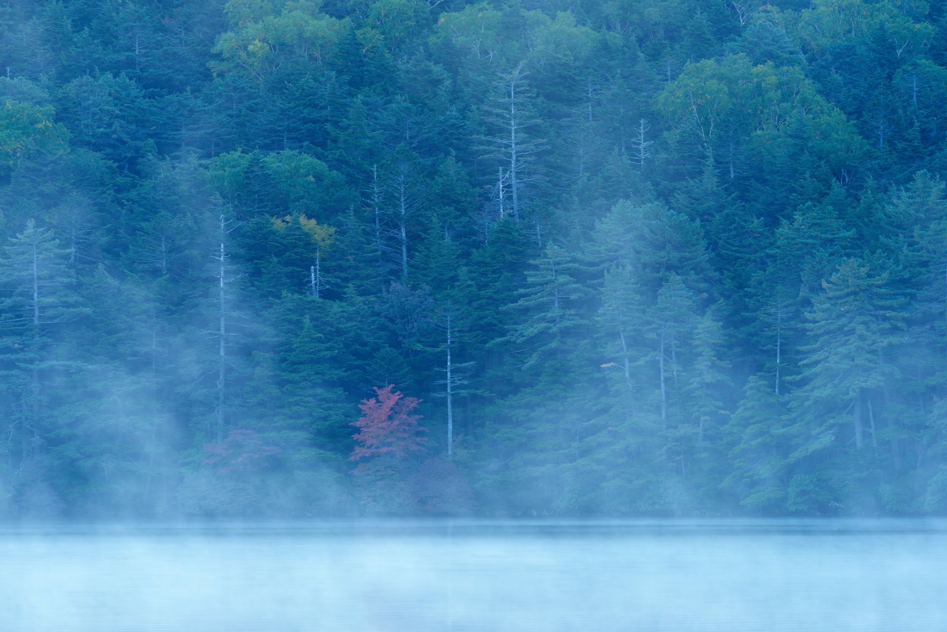 bosque pendiente lago río niebla otoño