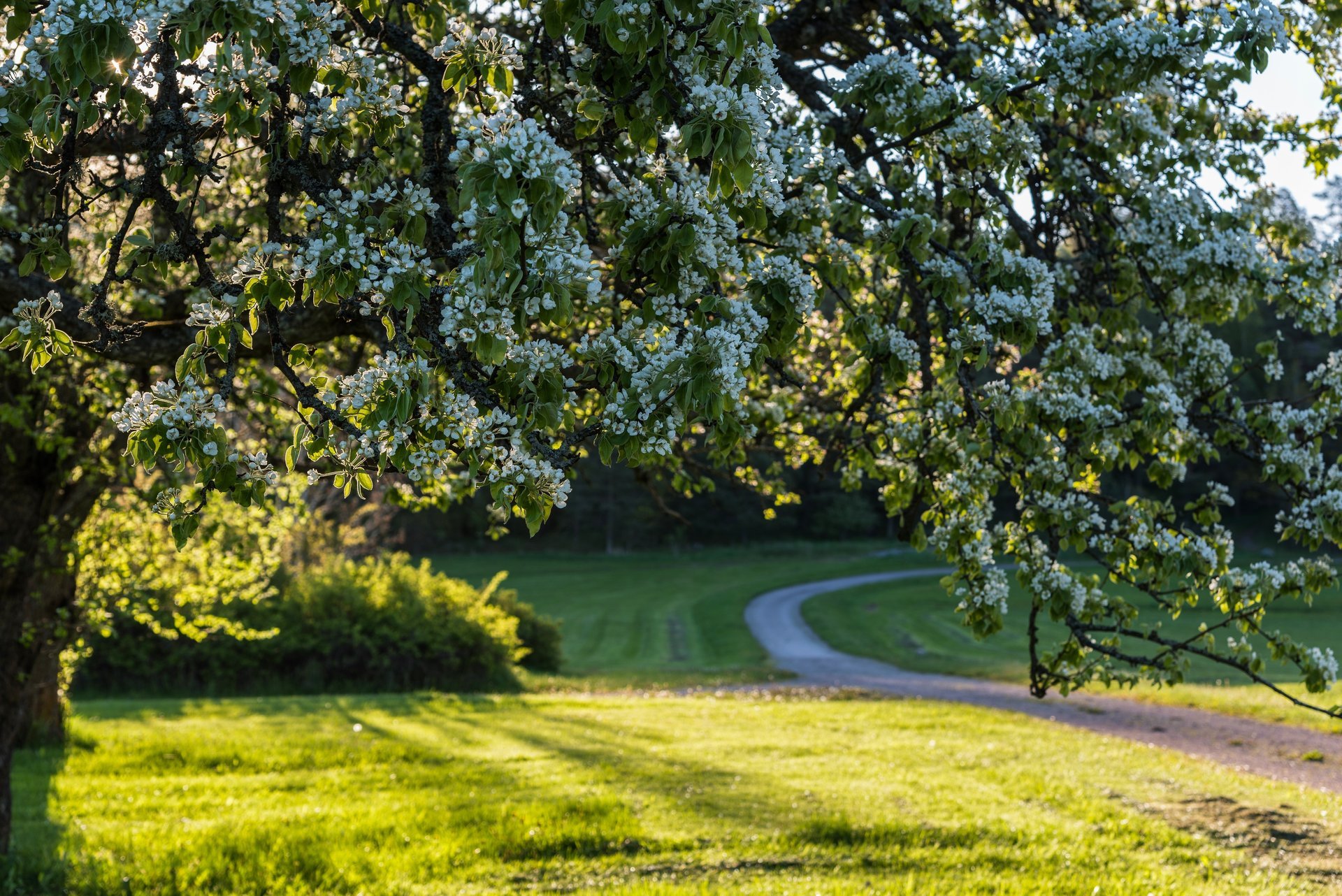 svezia primavera albero fioritura fiori