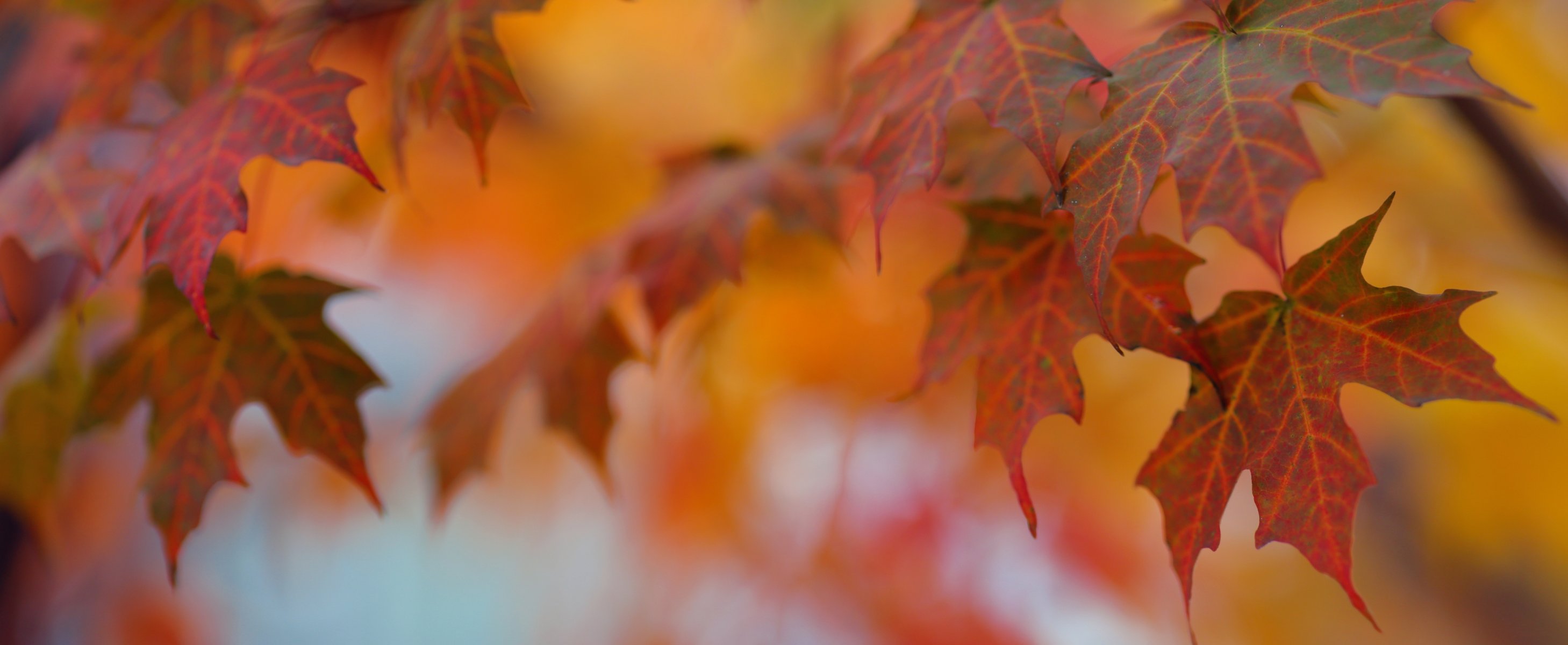 hojas otoño macro