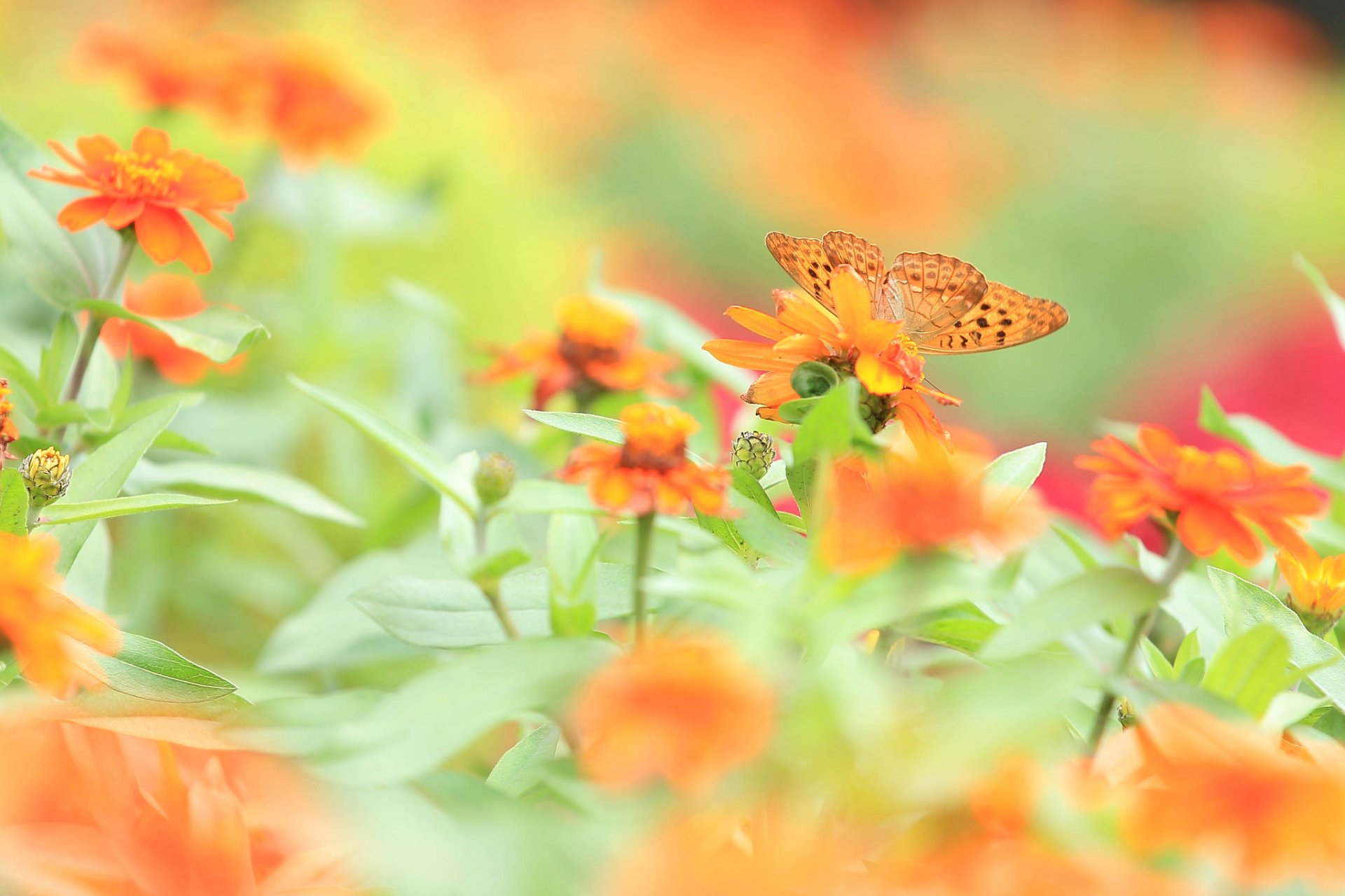 the field meadow flower butterfly