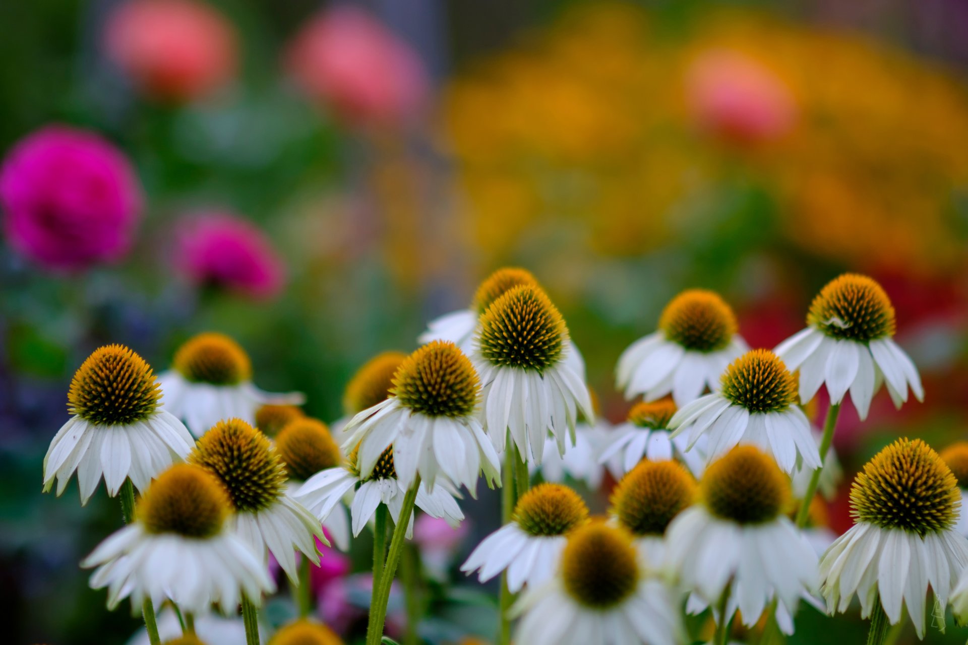 margaritas bokeh flores