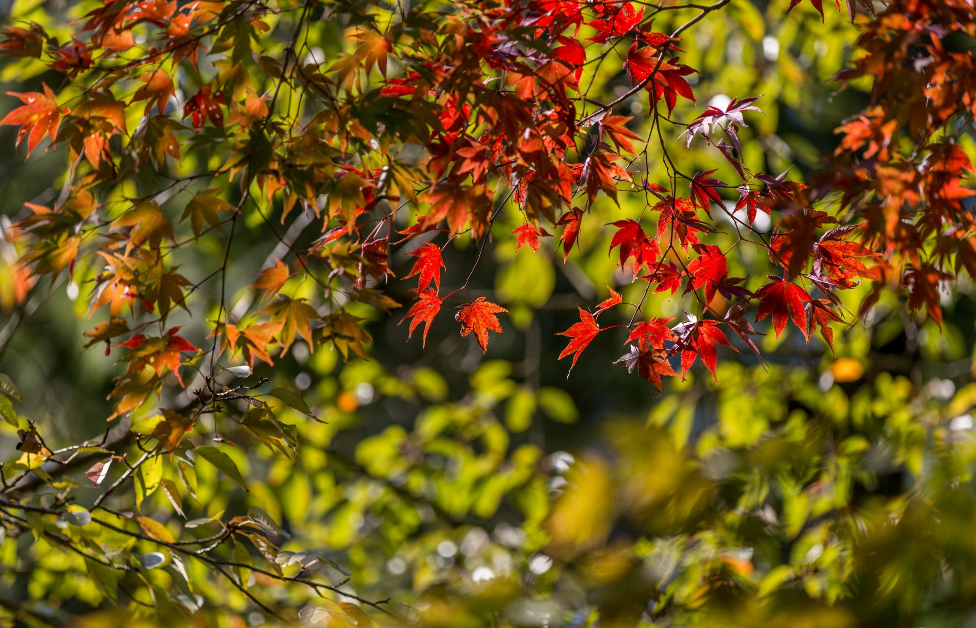 arce japonés ramas hojas otoño