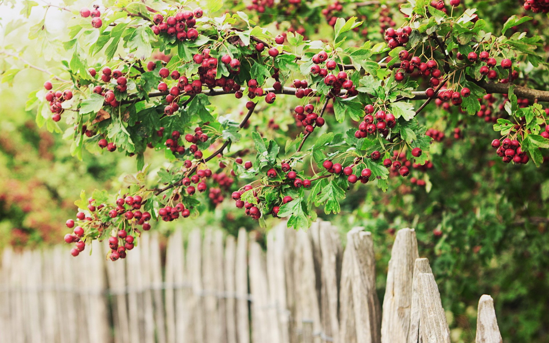 berries bayas valla fence green and red