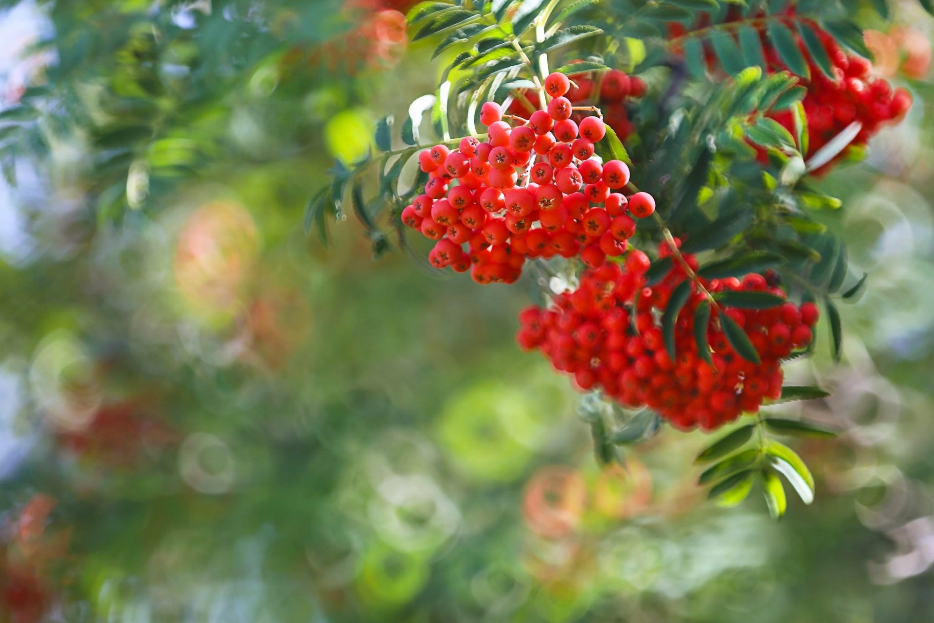 bunches of rowan rowan berries branch bokeh