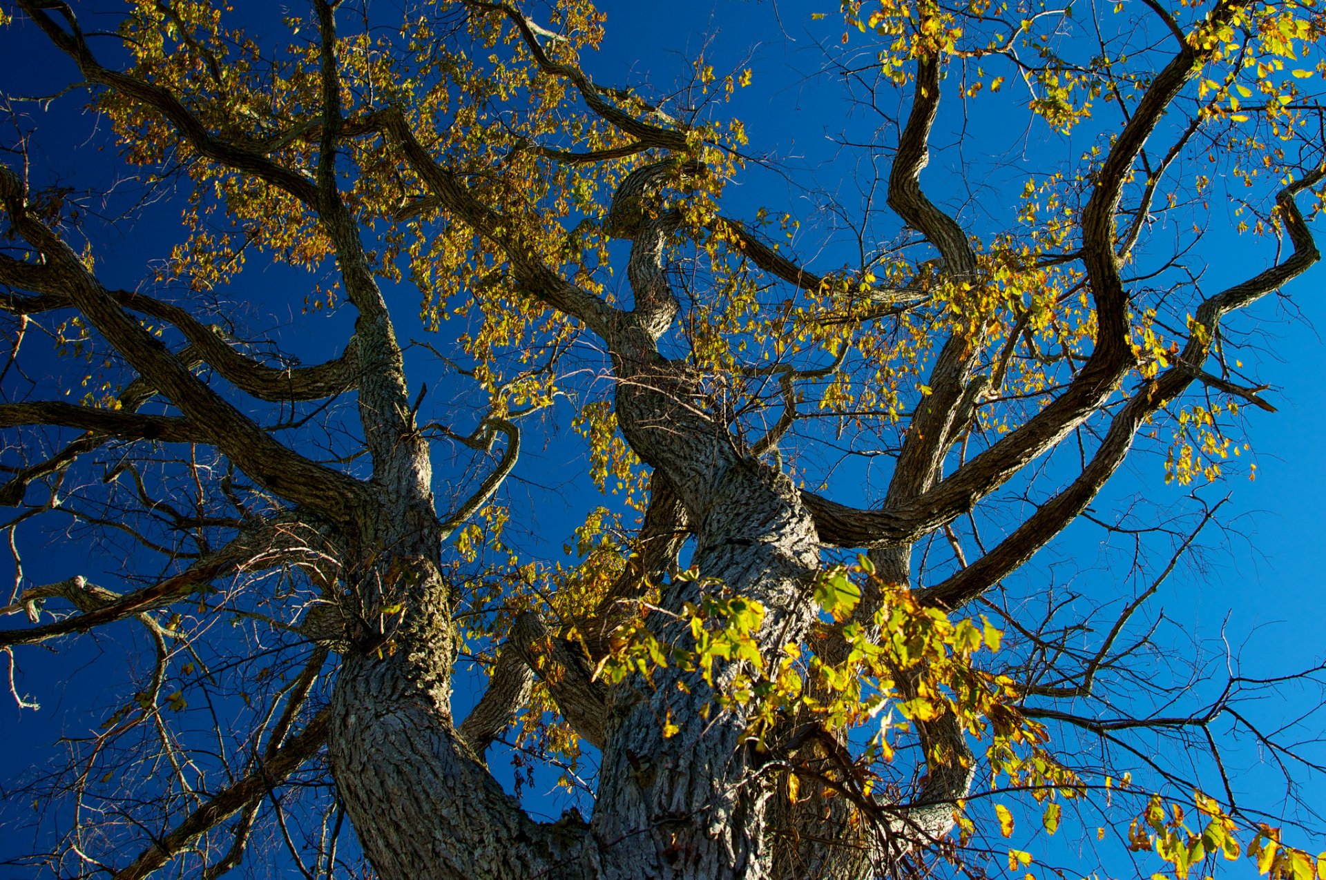 cielo albero tronco rami foglie autunno