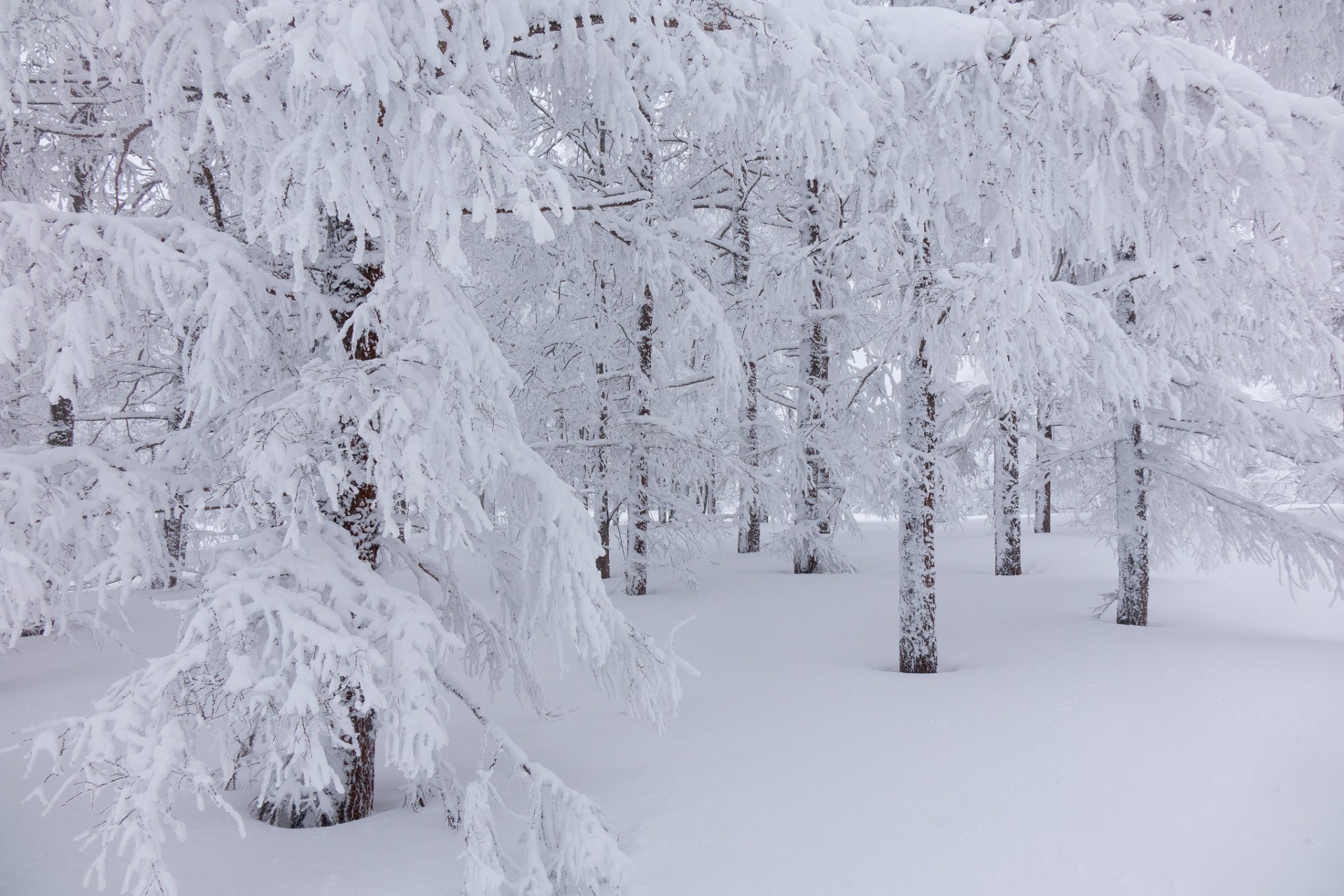 forêt hiver arbres neige