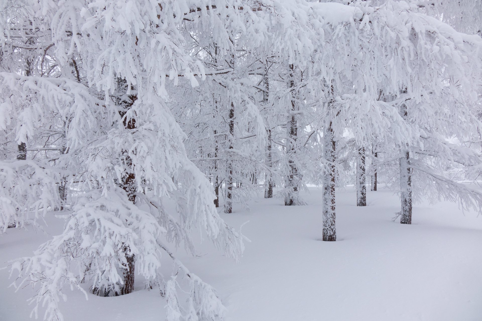 foresta inverno alberi neve