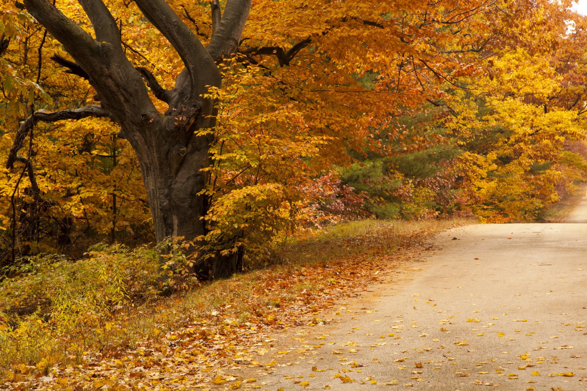 road autumn nature