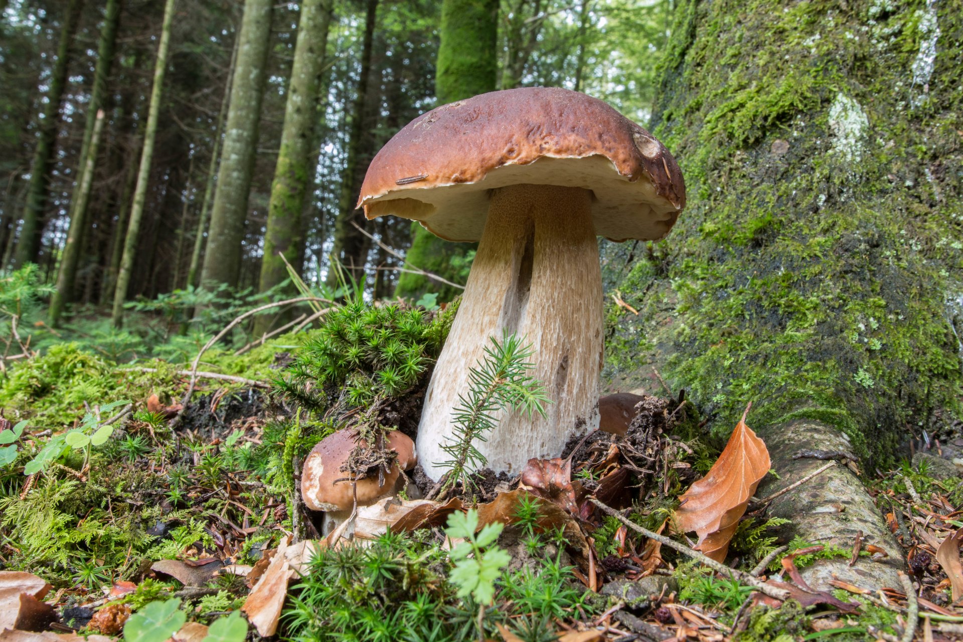 boletus edulis mushrooms forest grass nature