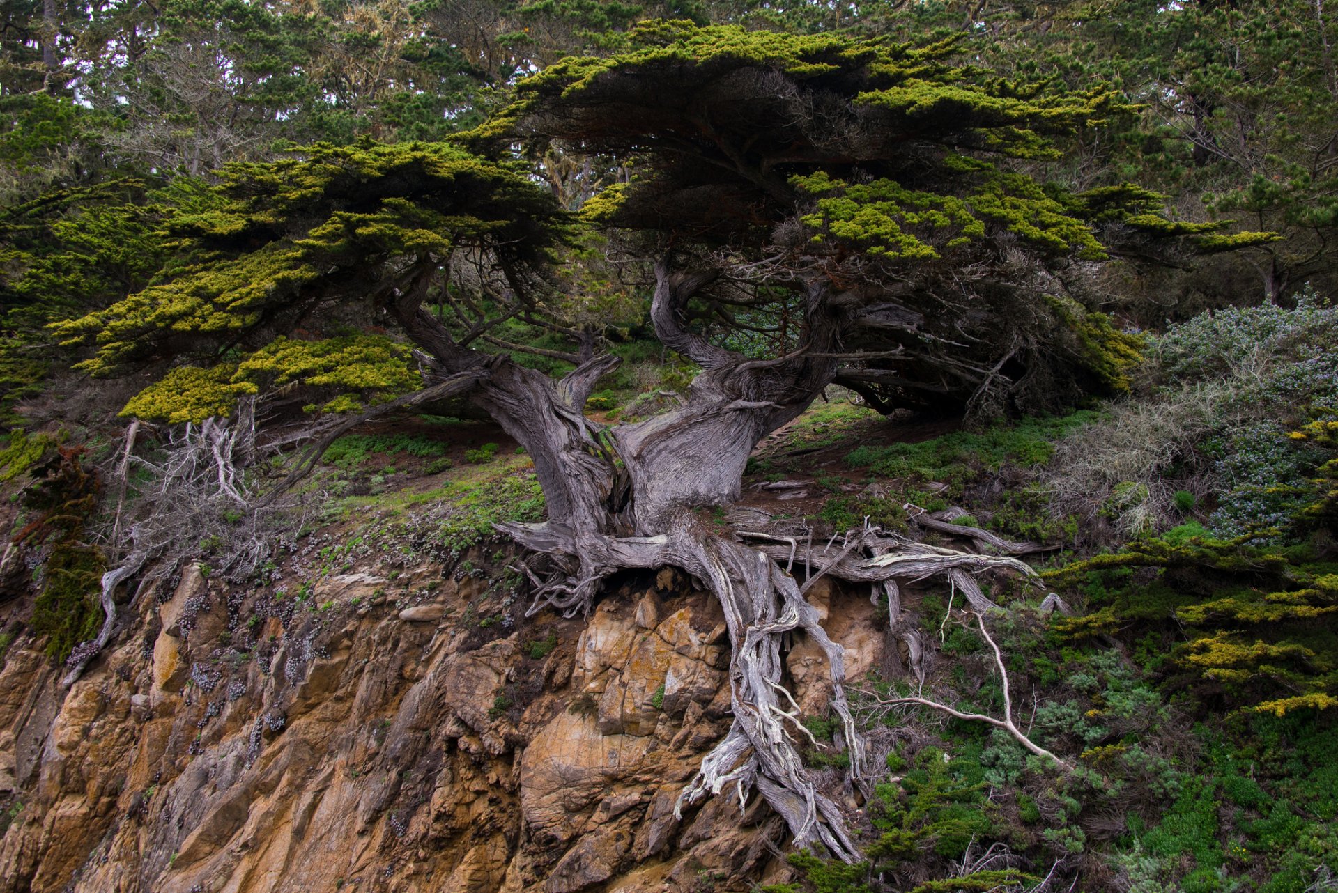 árbol corona raíces roca bosque