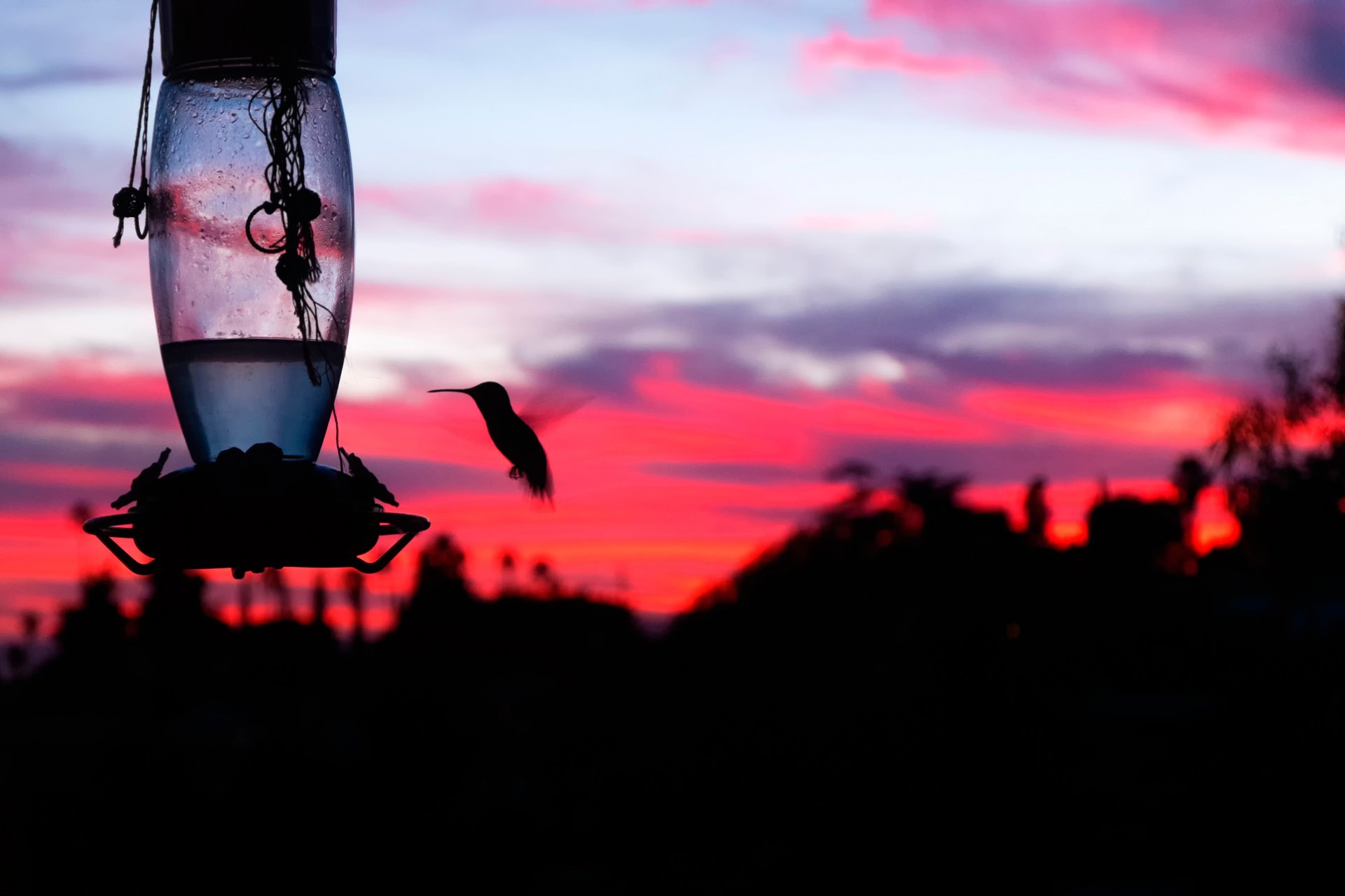 coucher de soleil écarlate oiseau silhouette