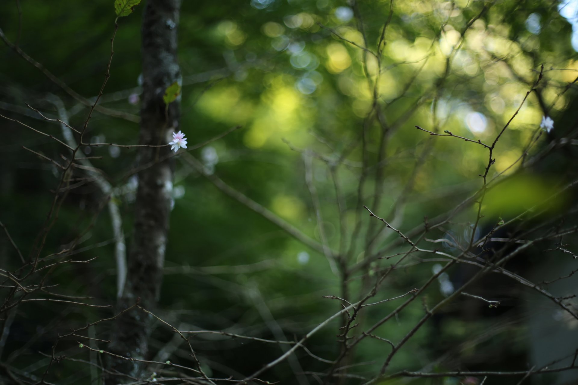 zweige bokeh blume