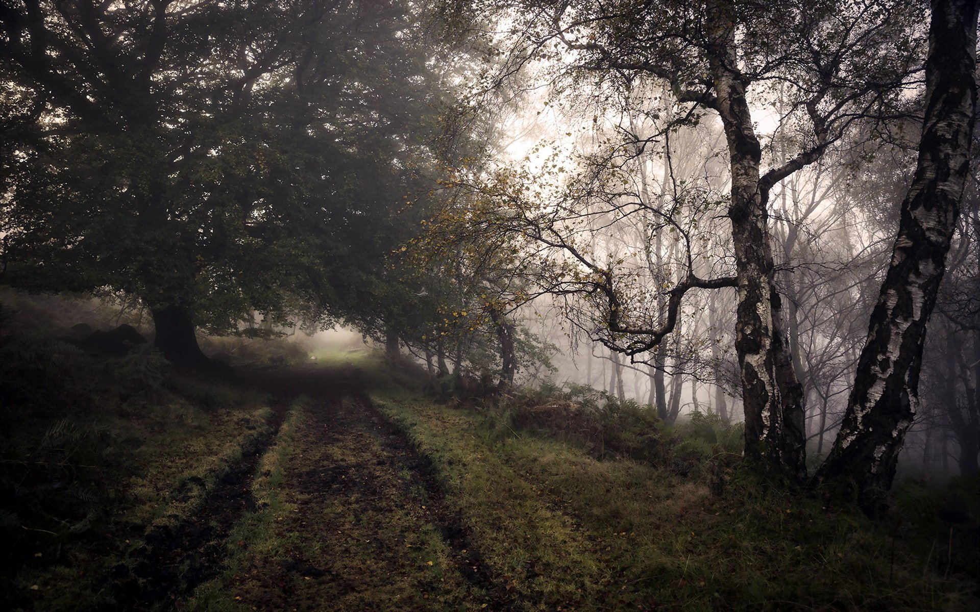 bosque camino otoño