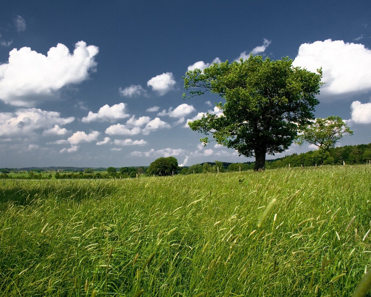 ky the field tree green