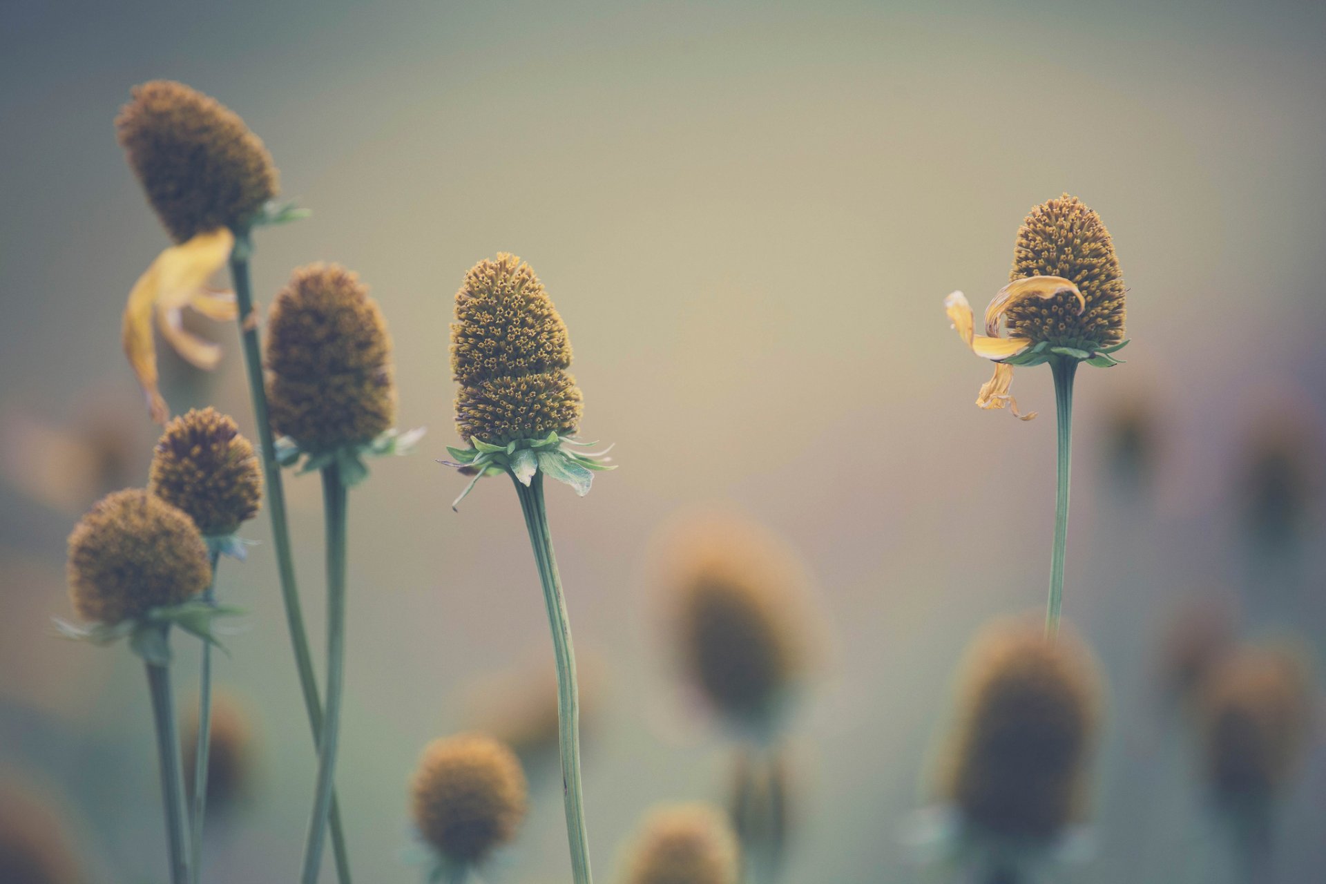 flores macro bokeh