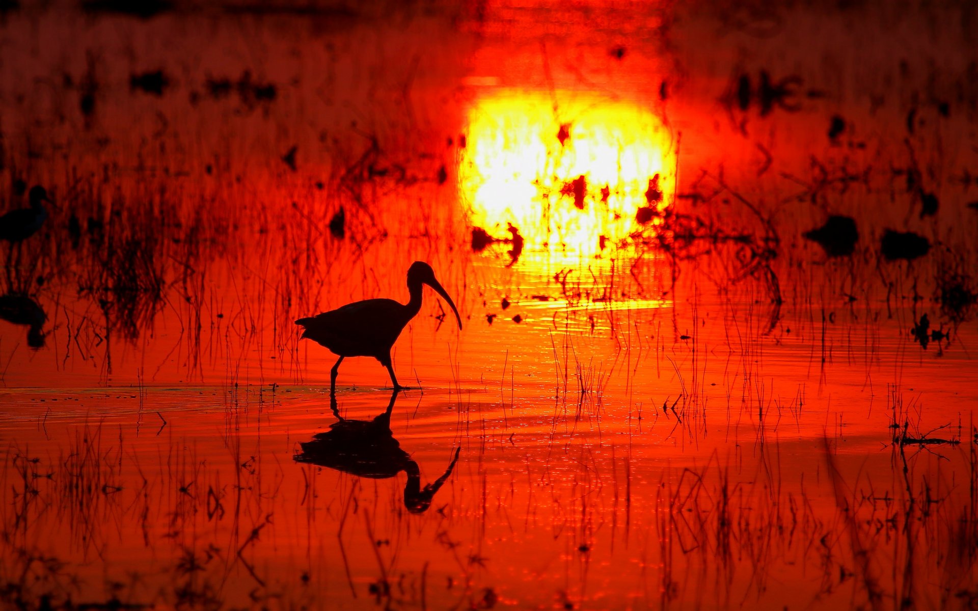 sumpf wasser reflexion sonnenuntergang vogel schnabel silhouette