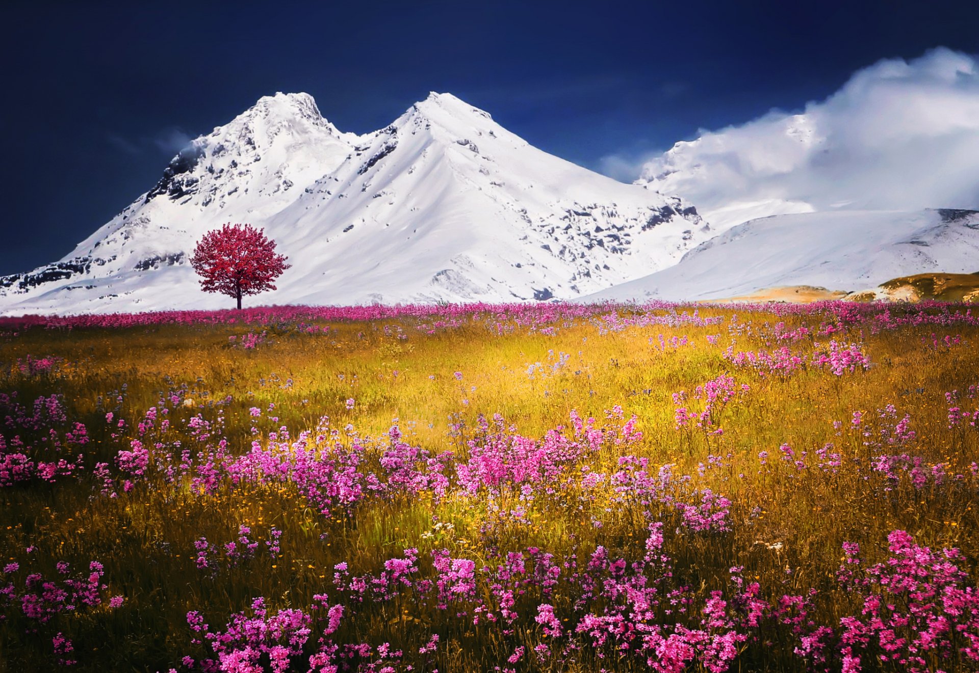 montagnes neige champ fleurs nature